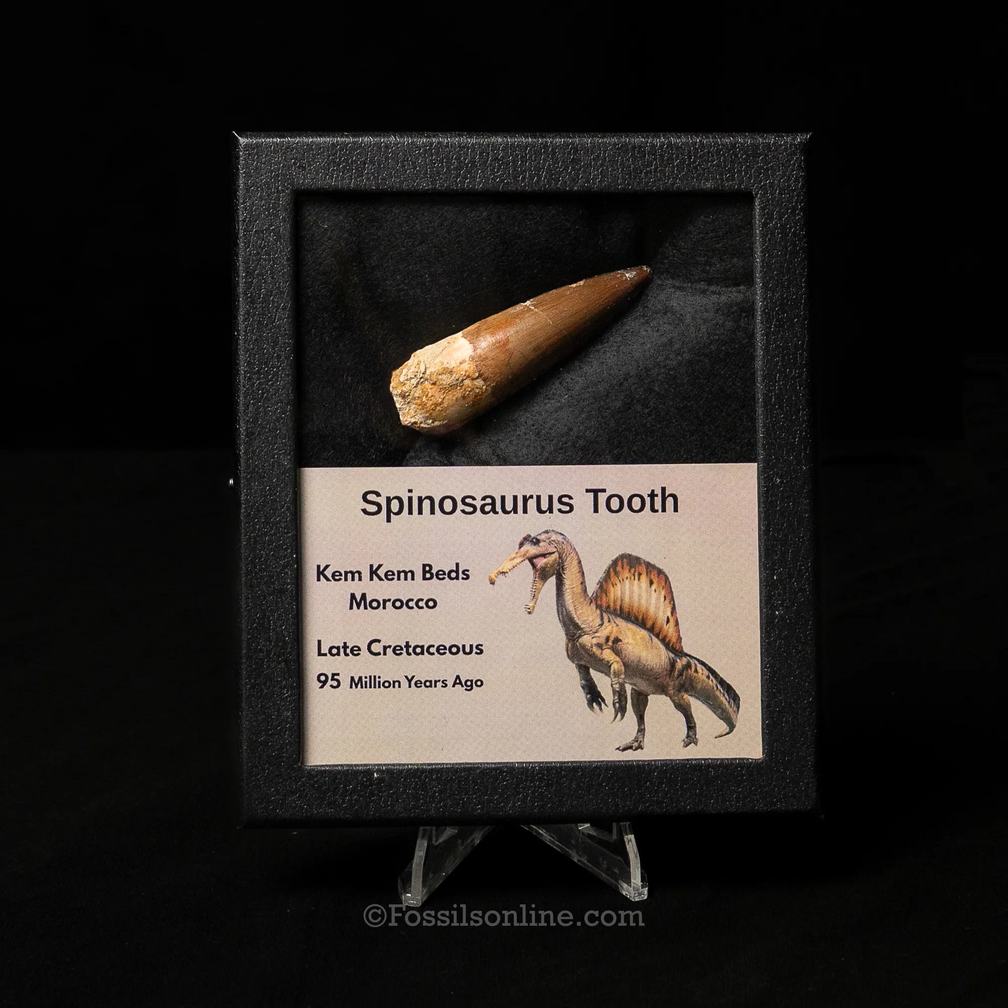 Spinosaurus Dinosaur Tooth Med Case - Image 7