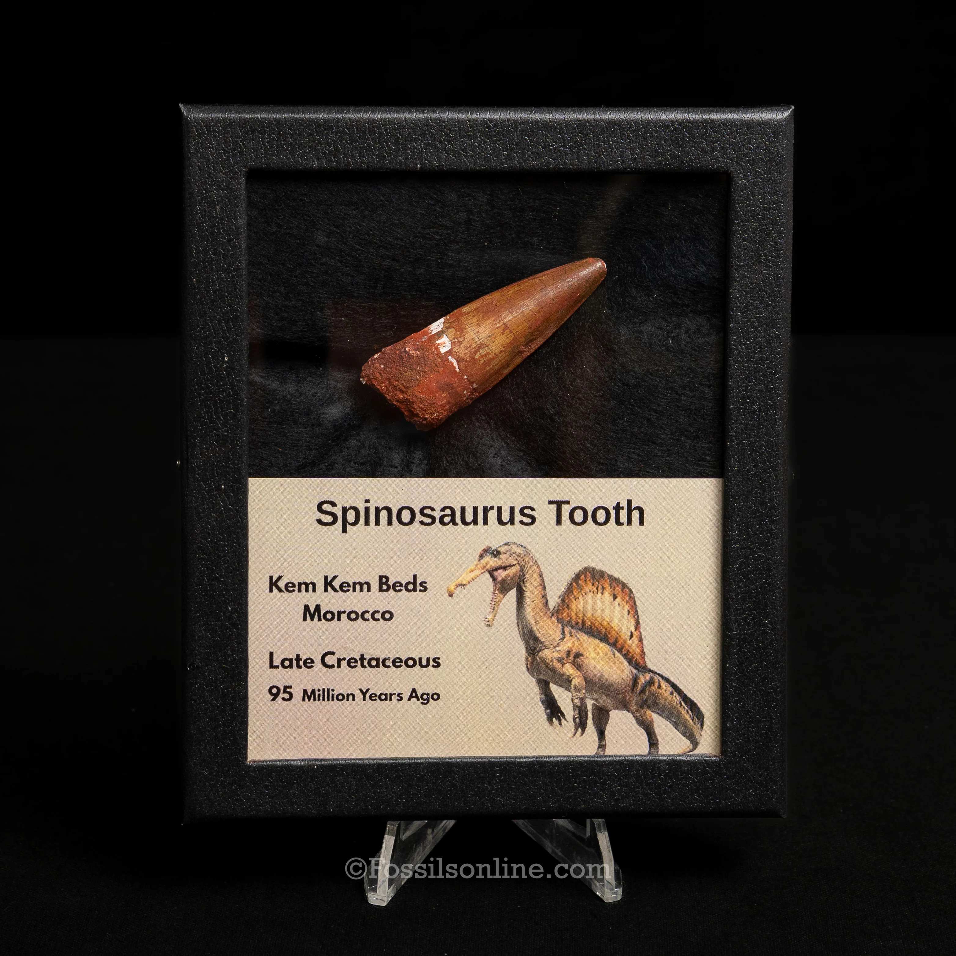 Spinosaurus Dinosaur Tooth Med Case - Image 8