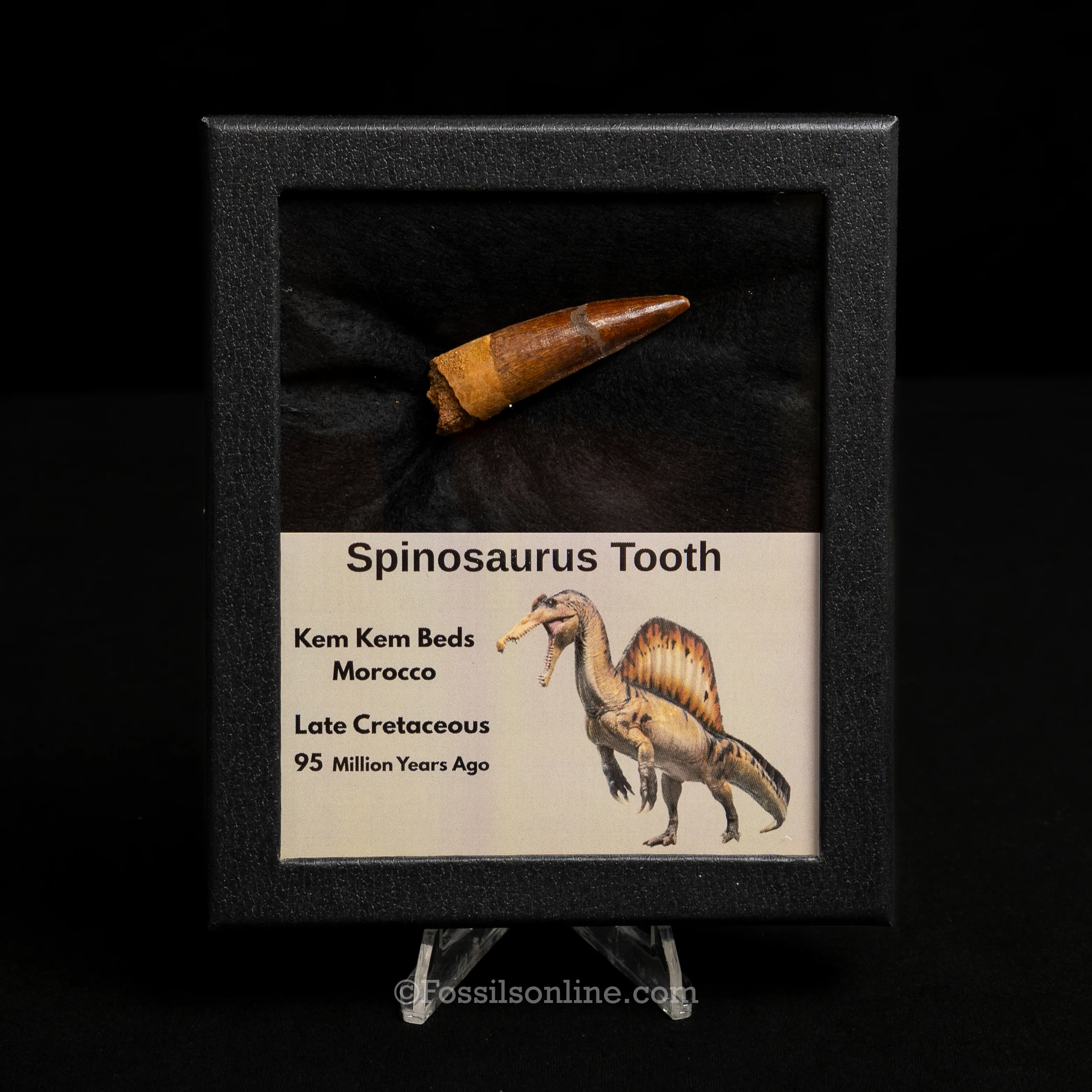 Spinosaurus Dinosaur Tooth Med Case - Image 9