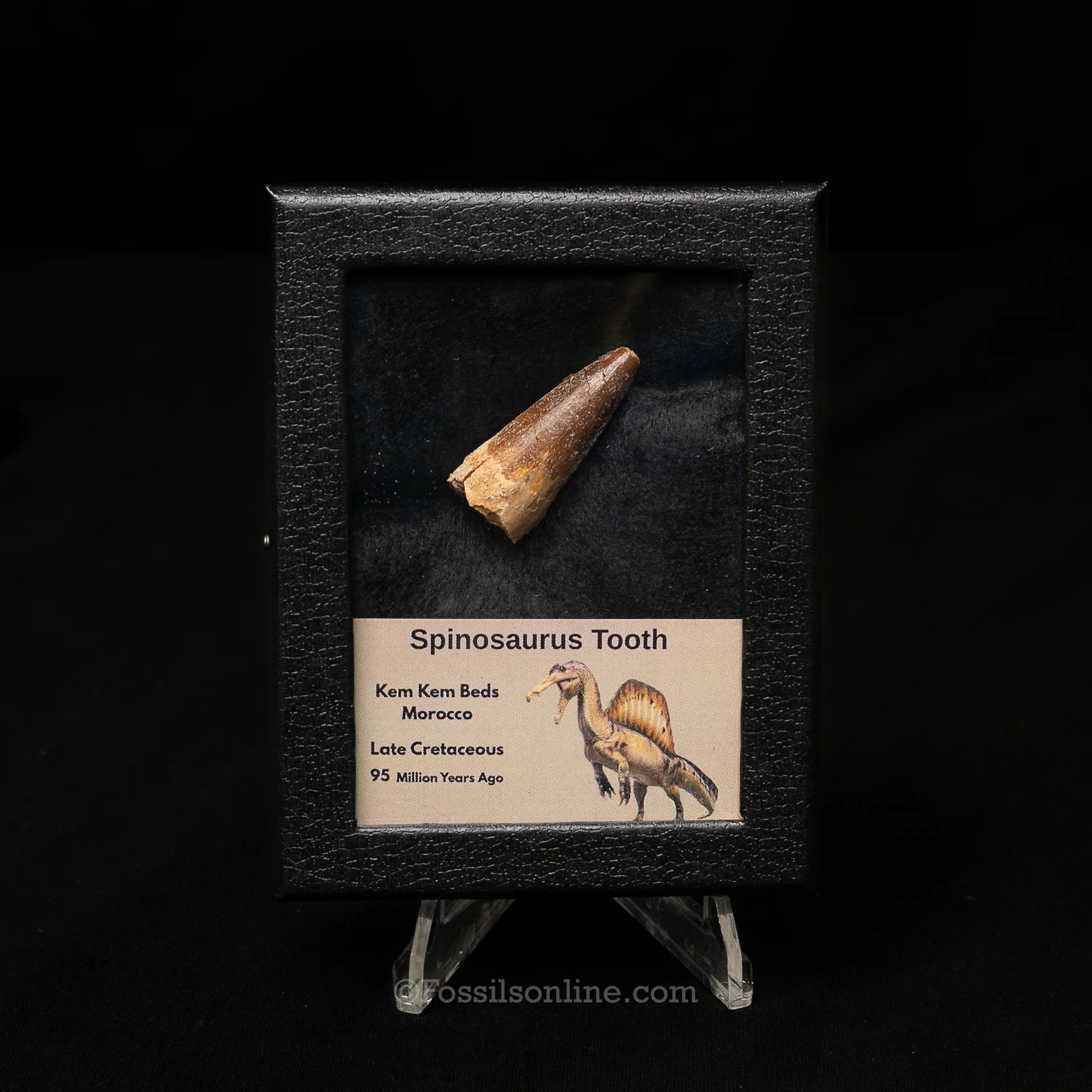 Spinosaurus Dinosaur Tooth Sm Case - Image 3