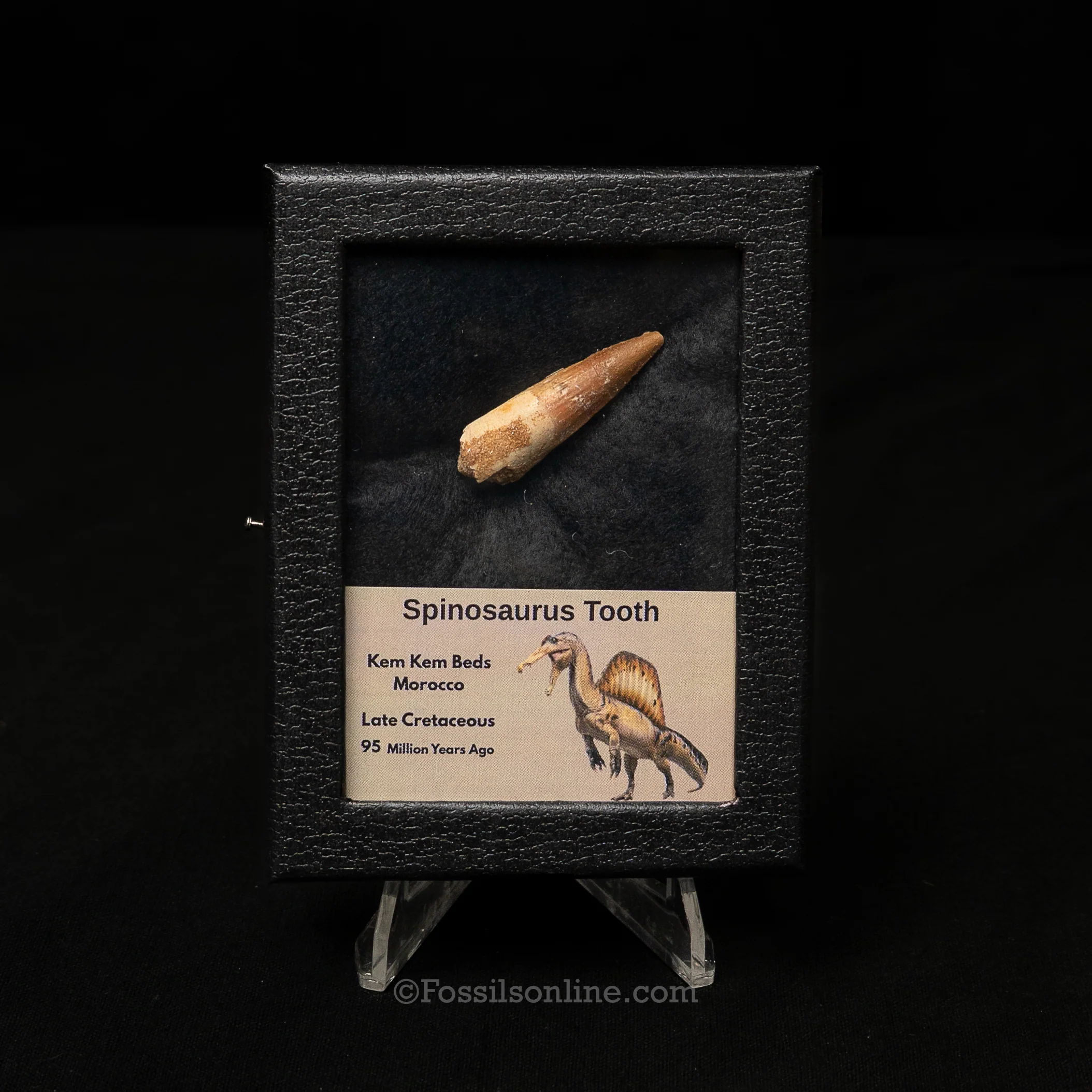 Spinosaurus Dinosaur Tooth Sm Case - Image 4
