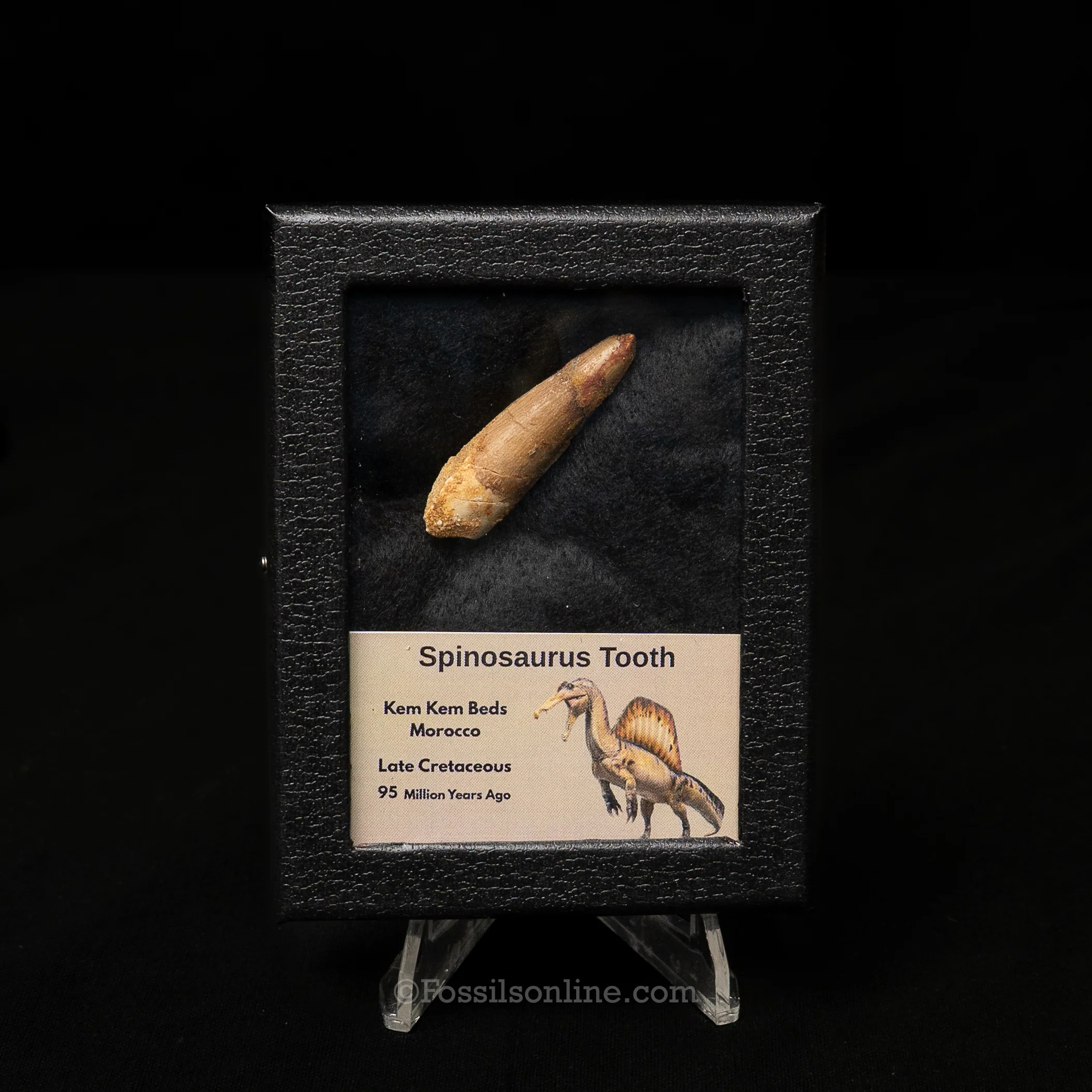 Spinosaurus Dinosaur Tooth Sm Case - Image 5