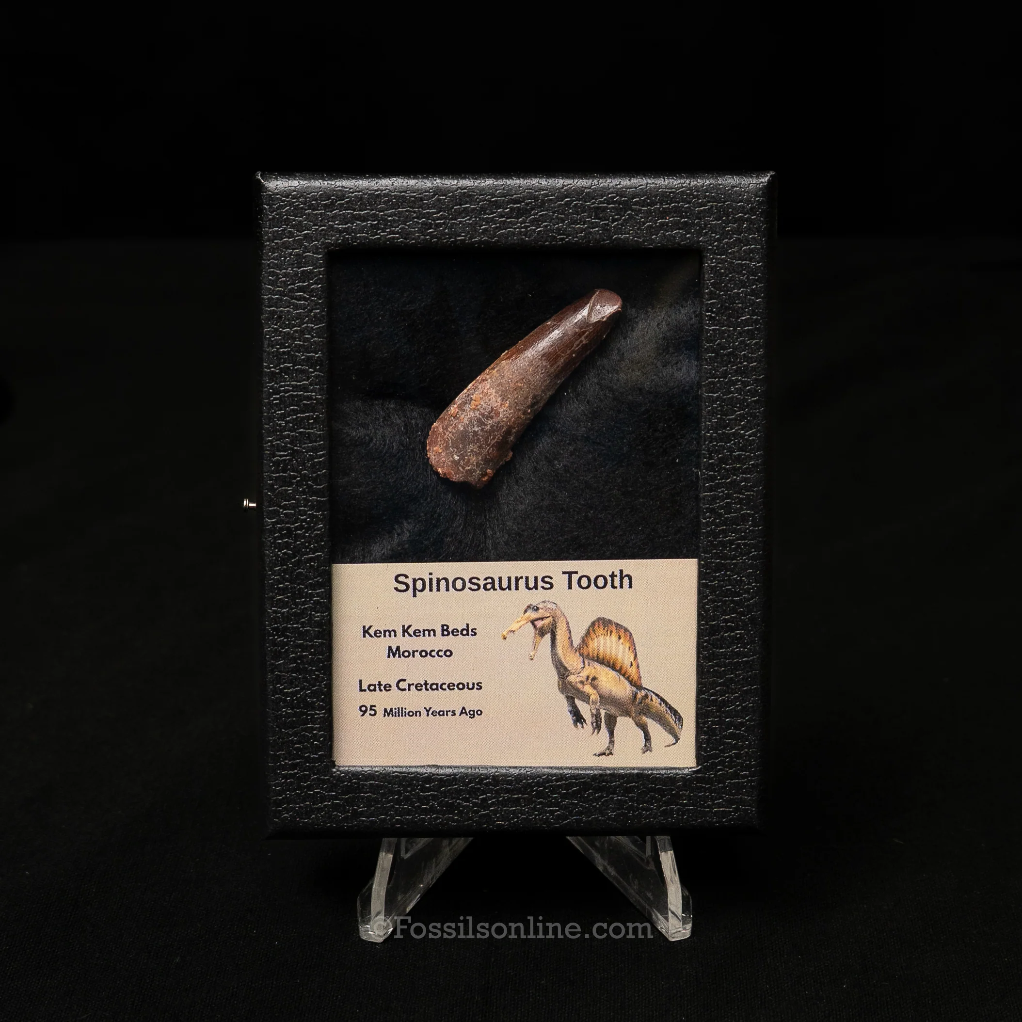 Spinosaurus Dinosaur Tooth Sm Case - Image 6