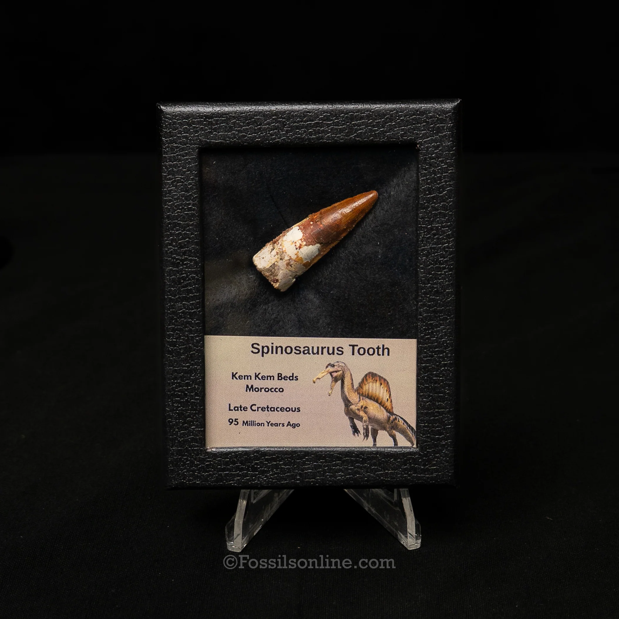 Spinosaurus Dinosaur Tooth Sm Case - Image 7