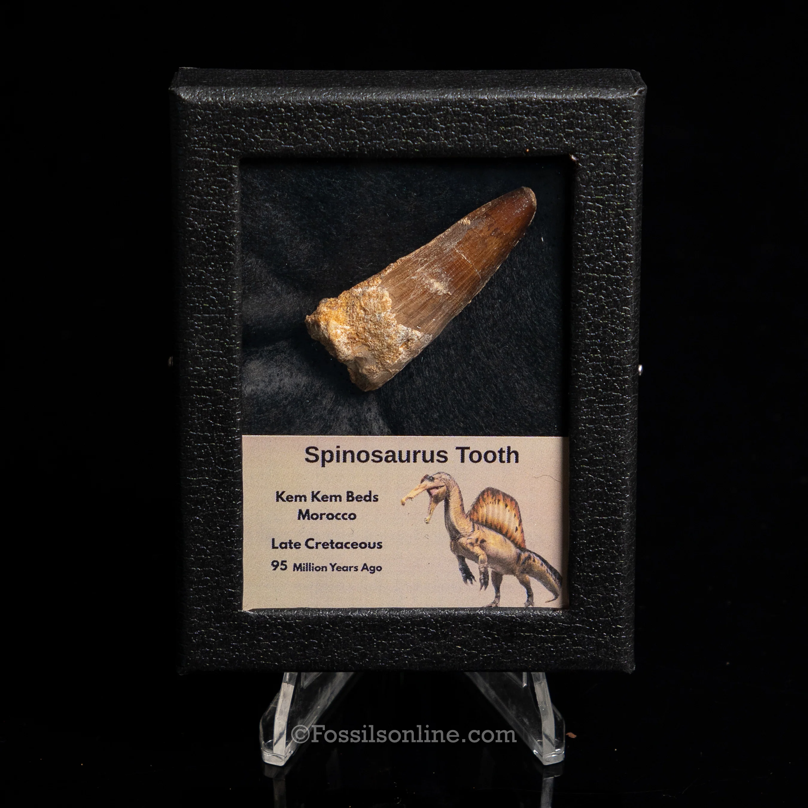 Spinosaurus Dinosaur Tooth Sm Case - Image 8