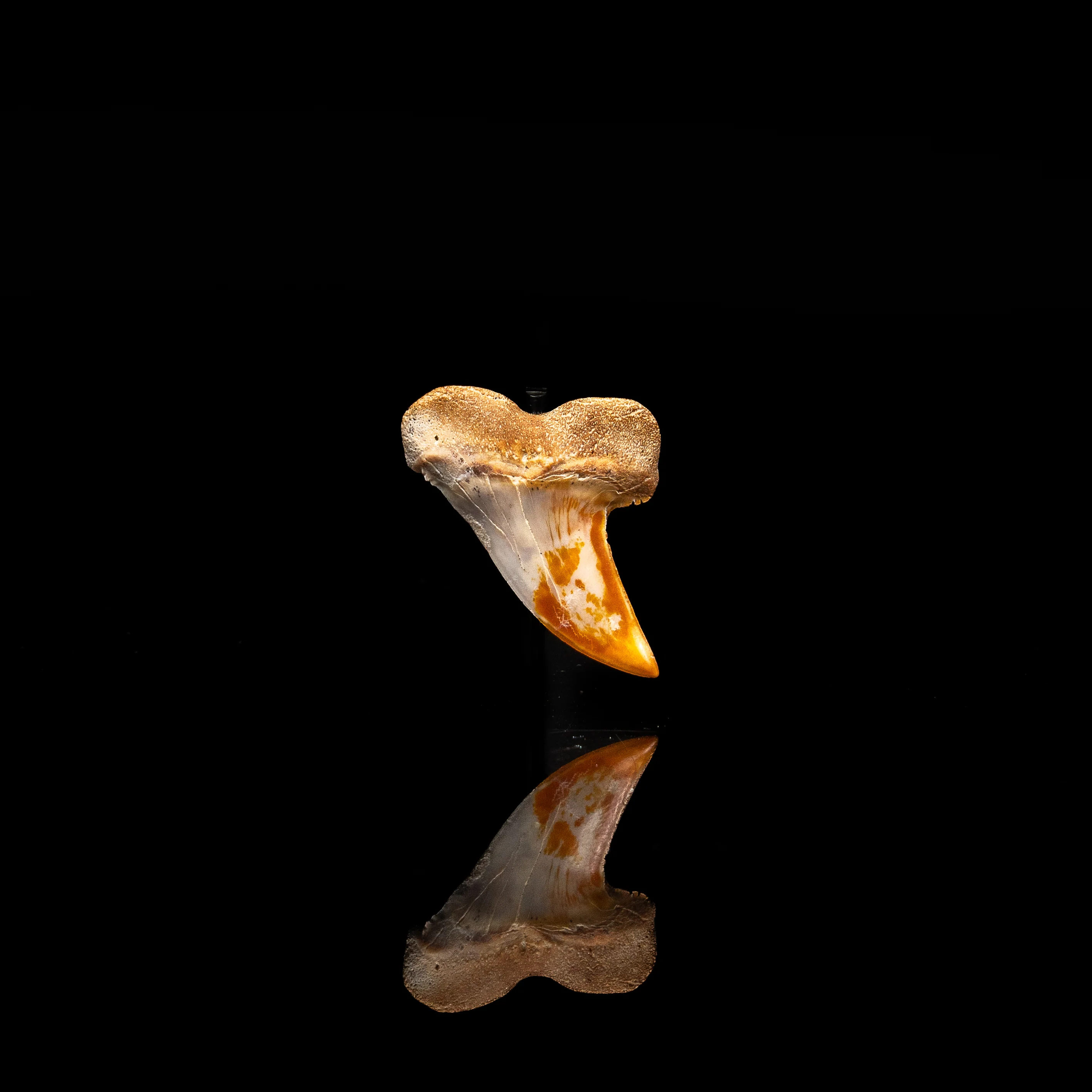 Stunning Bakersfield Mako 1.38" - Image 2