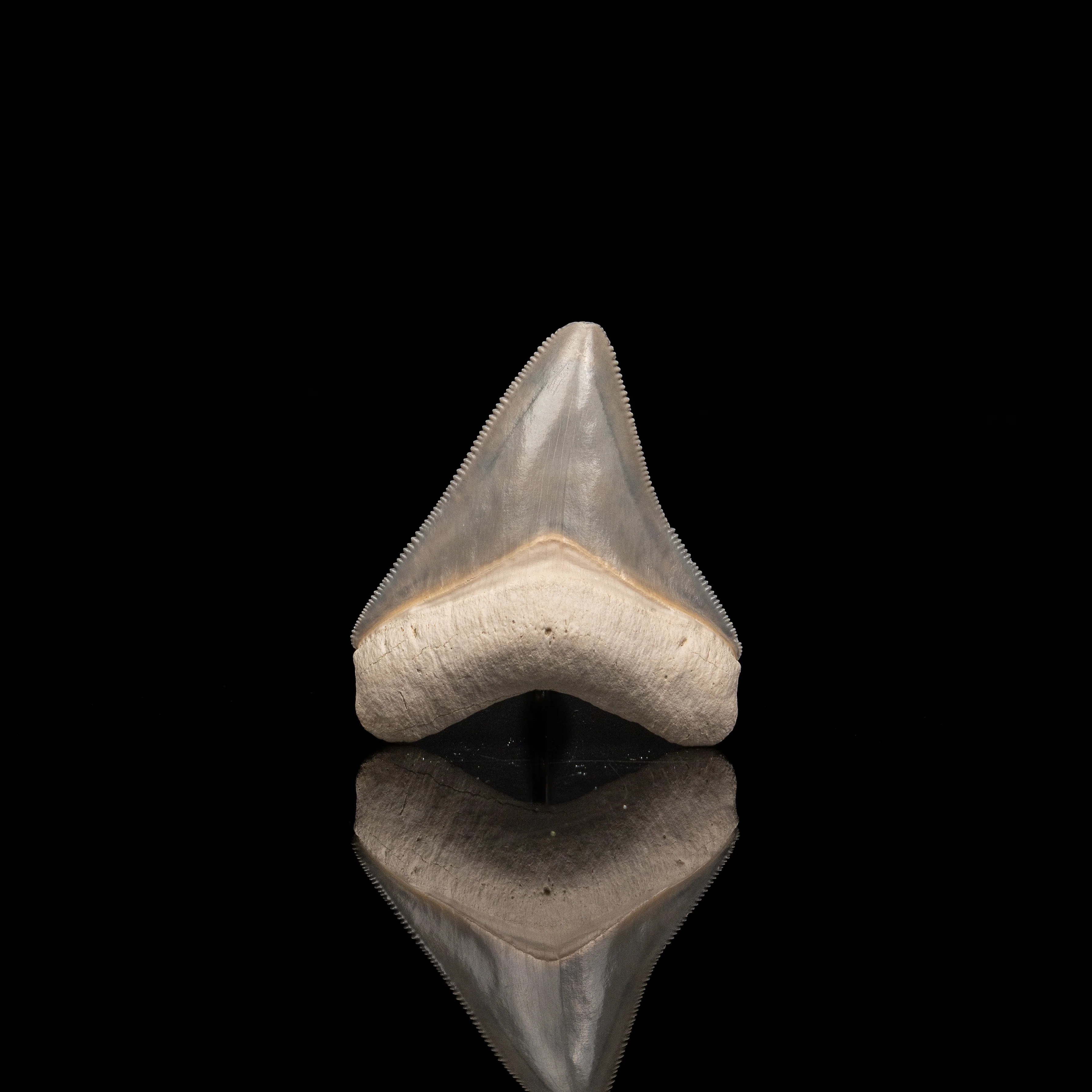 Stunning Bone Valley Megalodon 2.25" - Image 2