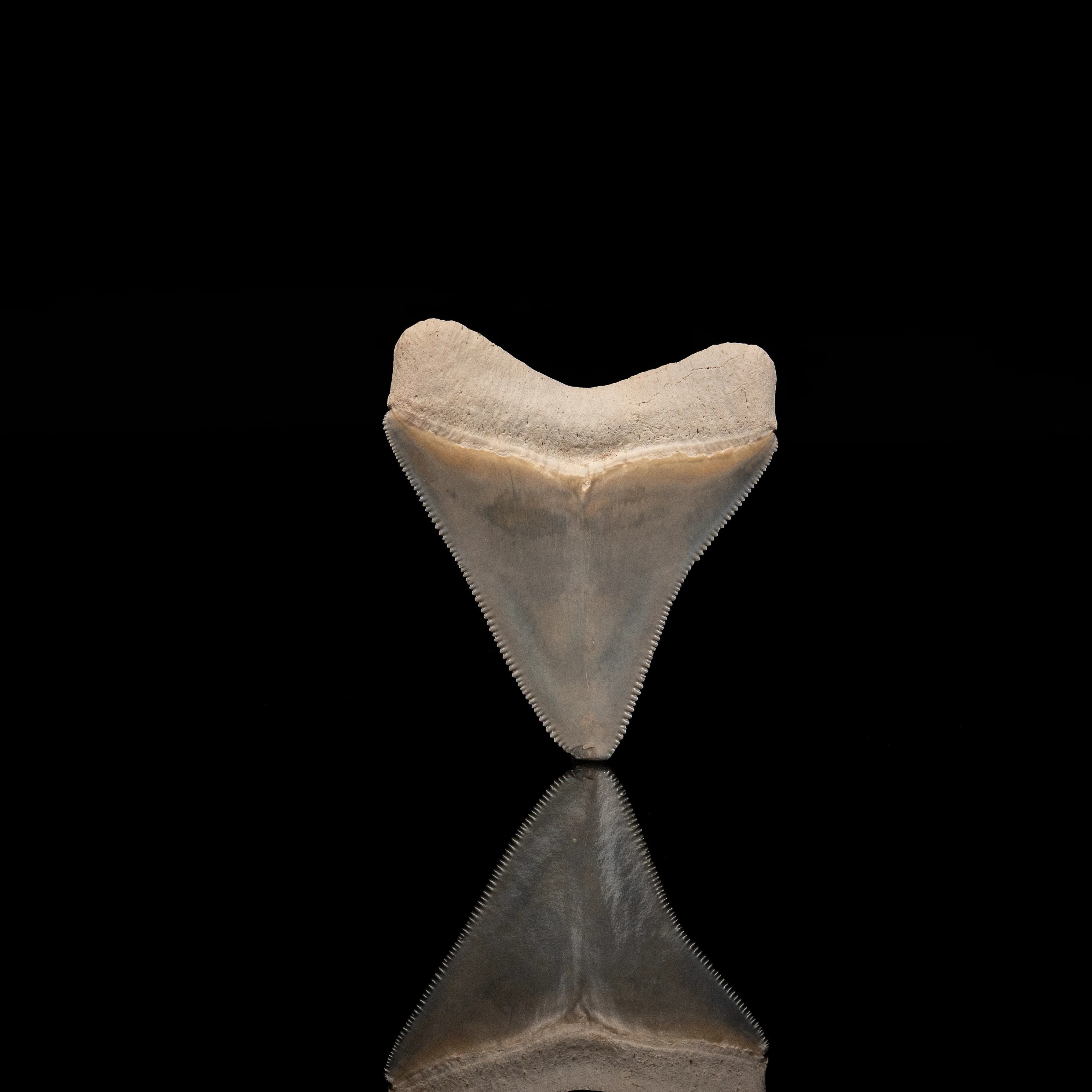 Stunning Bone Valley Megalodon 2.25" - Image 3