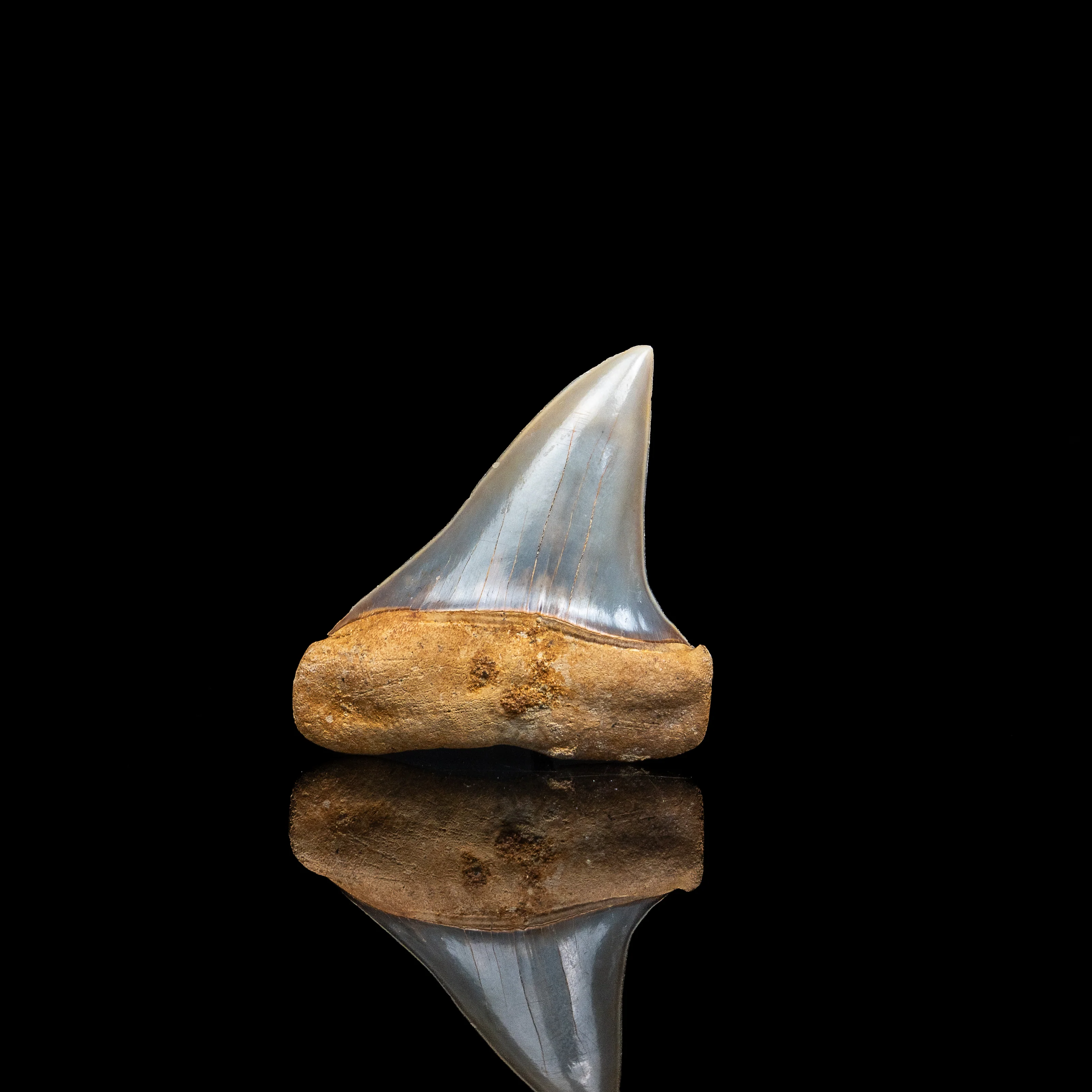 Stunning Chilean Mako 2.14" - Image 3