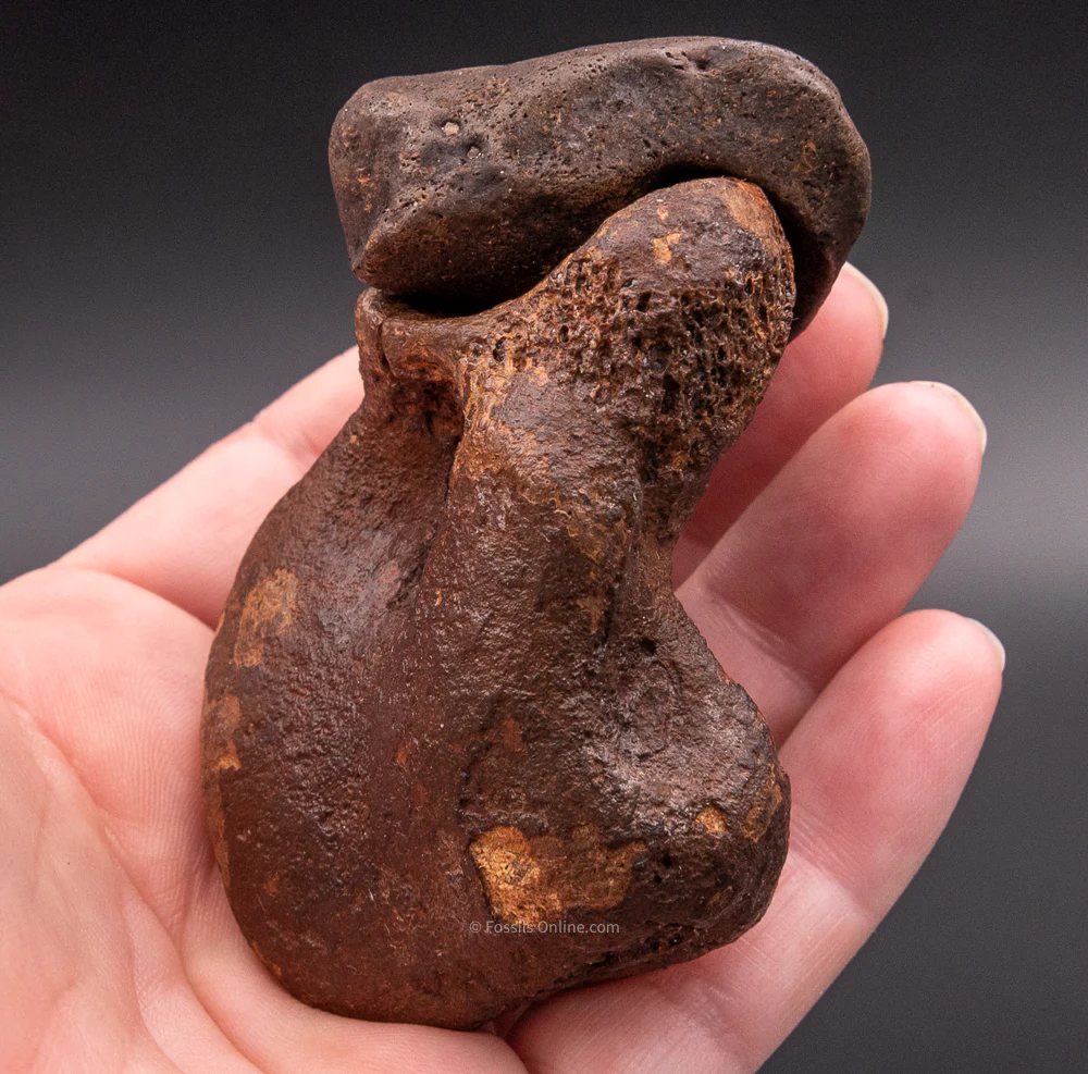 Super Fossil Megalonyx Navicular and Astragalus - Image 3