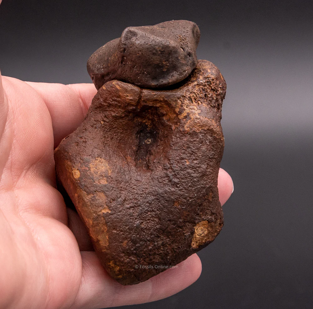 Super Fossil Megalonyx Navicular and Astragalus - Image 4
