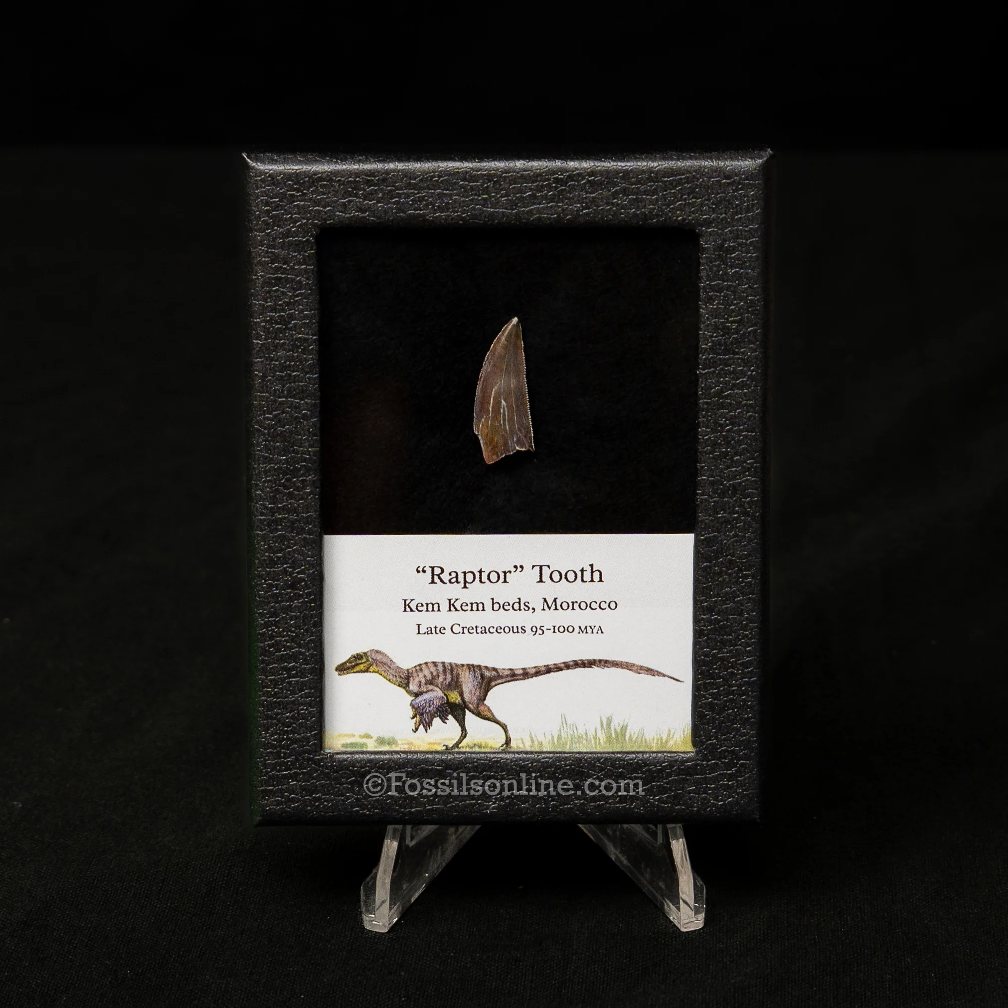 Choice Theropod Dinosaur Tooth "Raptor" in a sm display case - Image 3