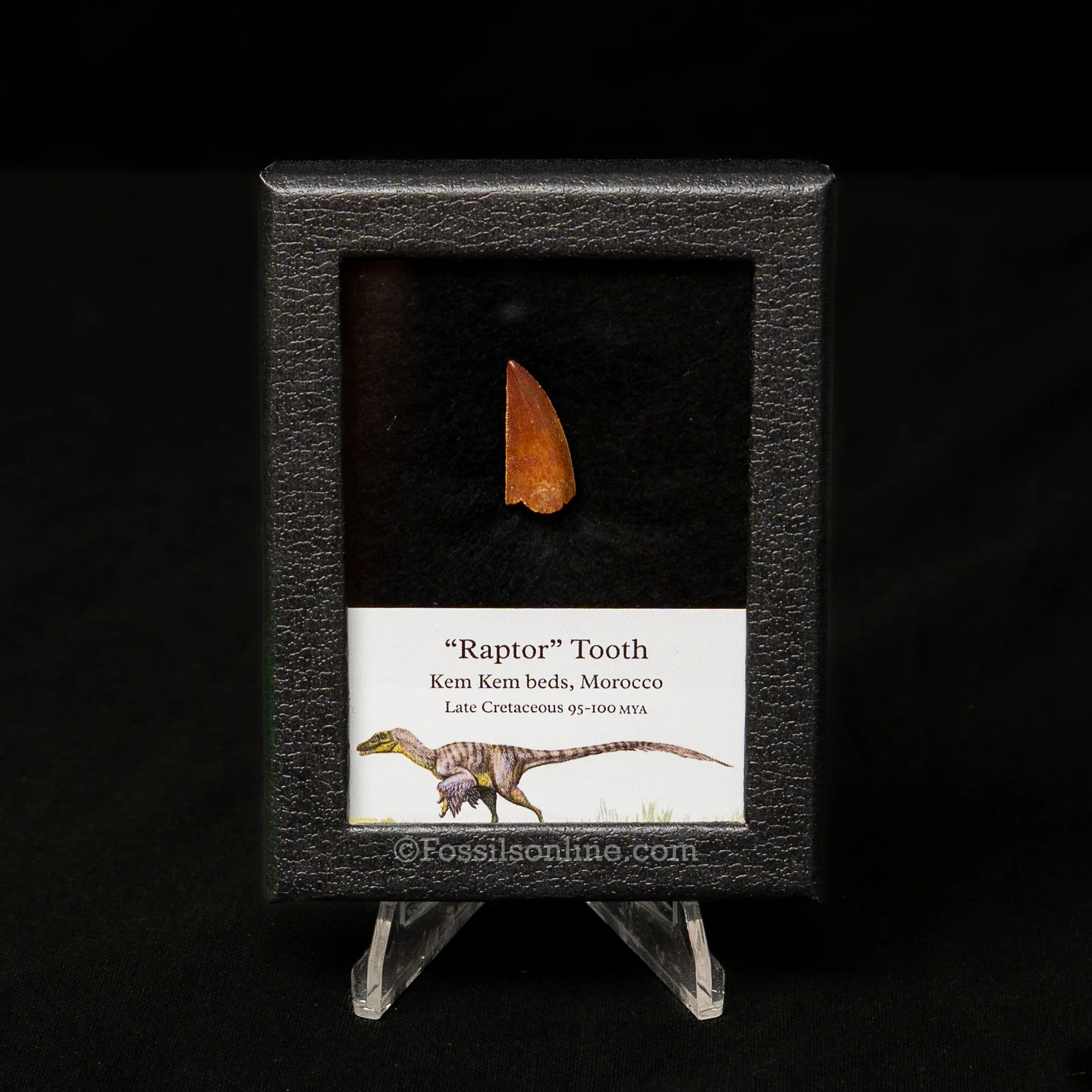 Choice Theropod Dinosaur Tooth "Raptor" in a sm display case - Image 4