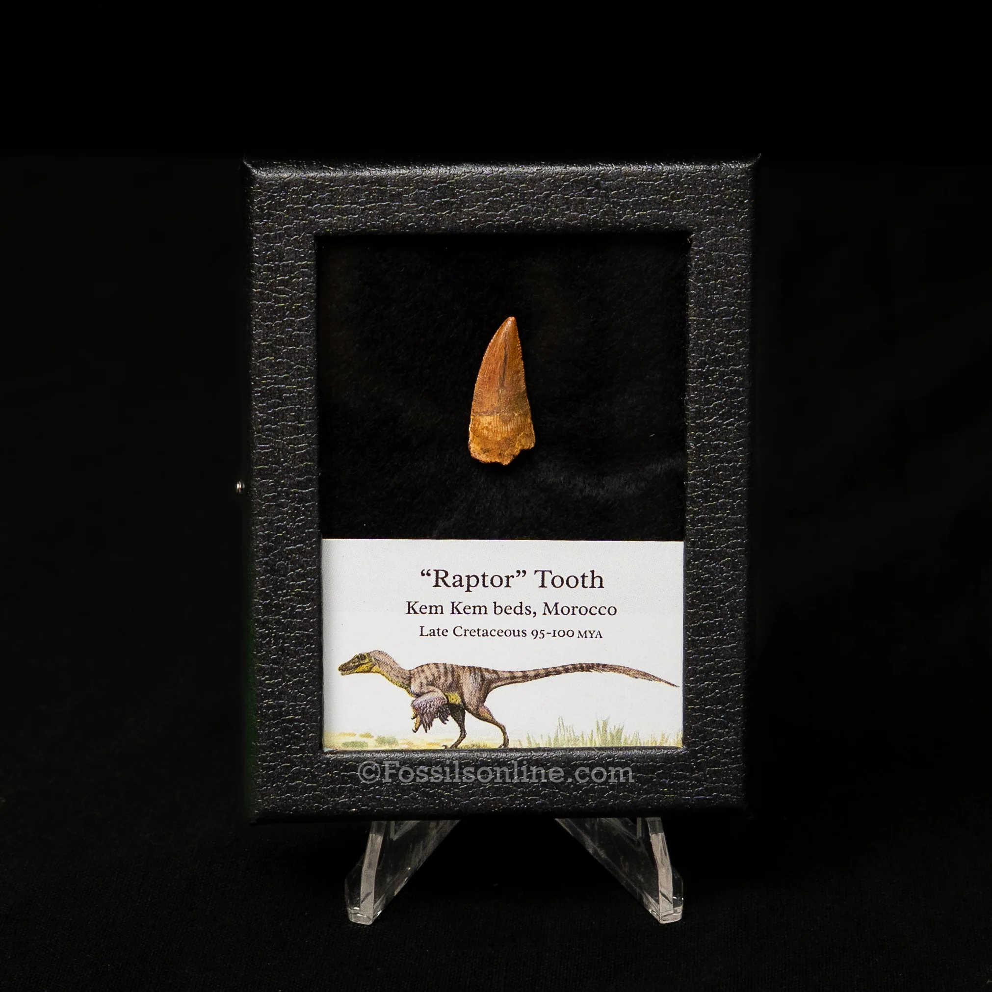 Choice Theropod Dinosaur Tooth "Raptor" in a sm display case - Image 5