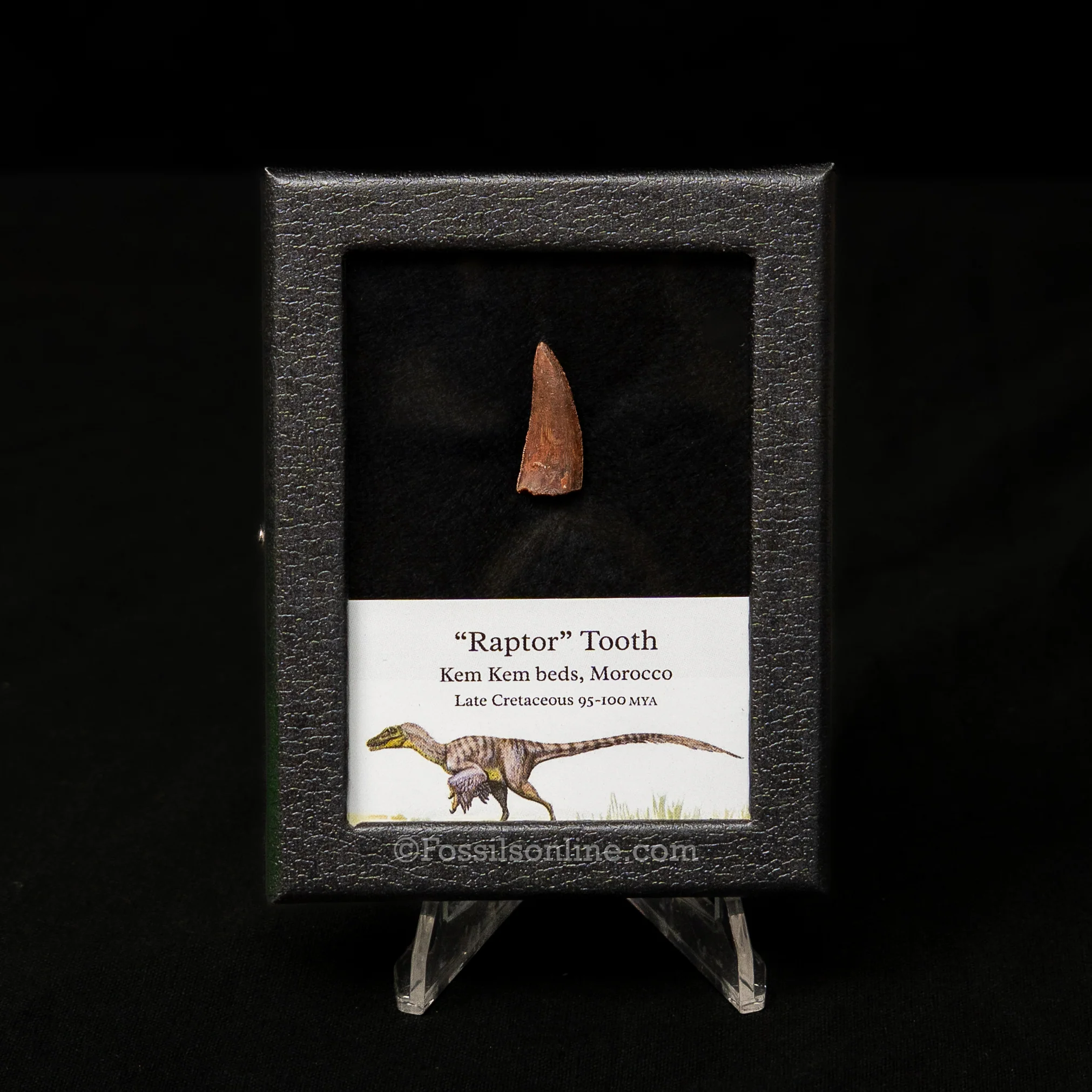 Choice Theropod Dinosaur Tooth "Raptor" in a sm display case - Image 6