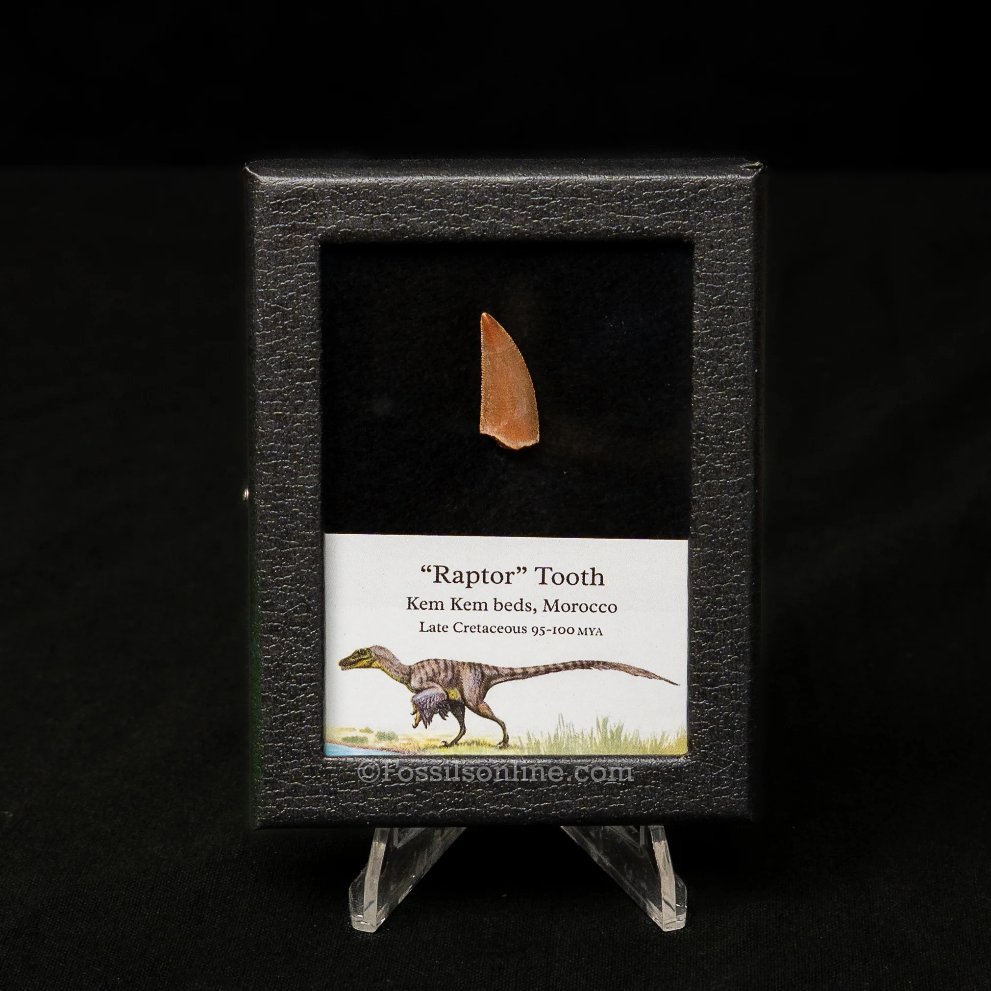 Choice Theropod Dinosaur Tooth "Raptor" in a sm display case - Image 7