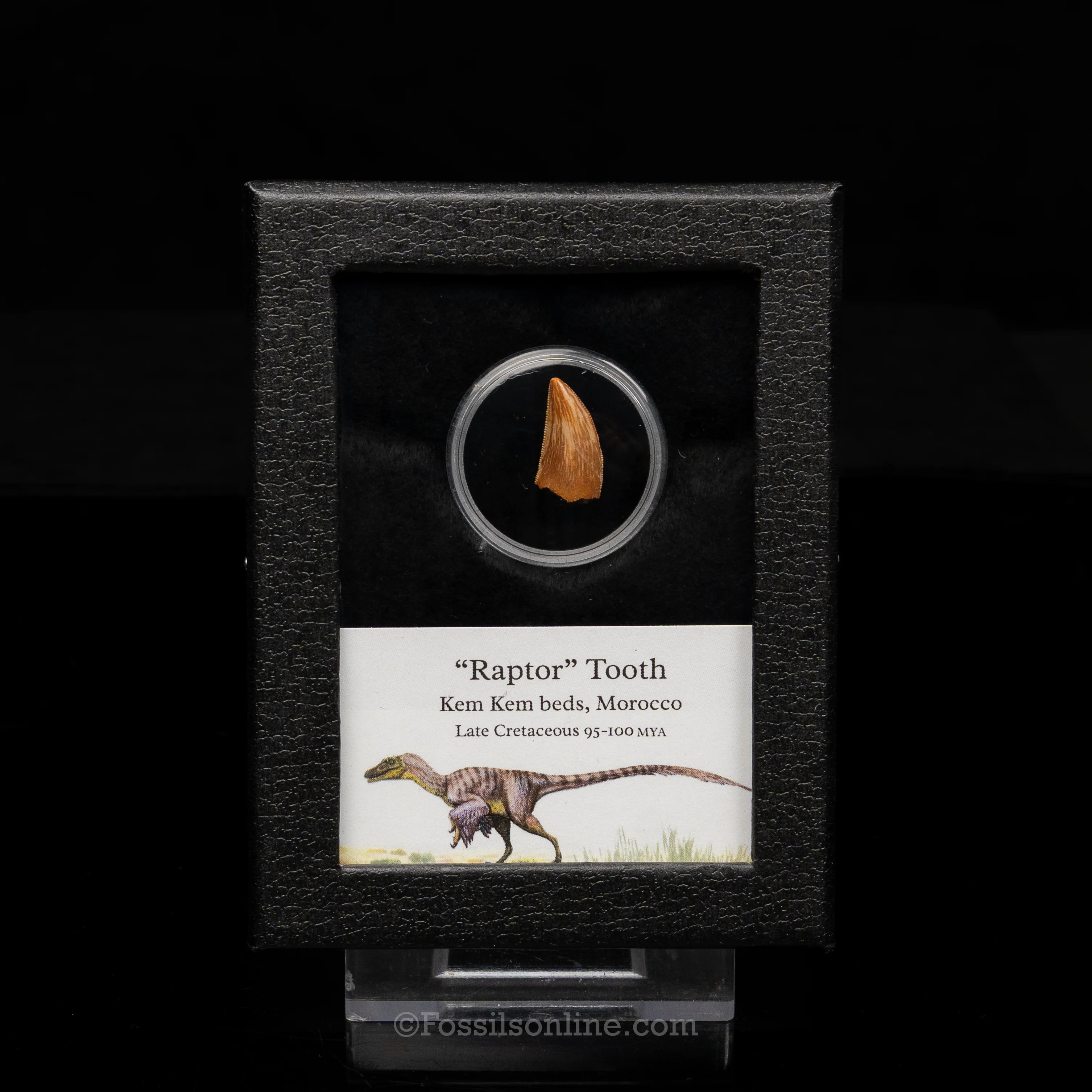 Theropod Dinosaur Tooth "Raptor" in a sm display case - Image 10