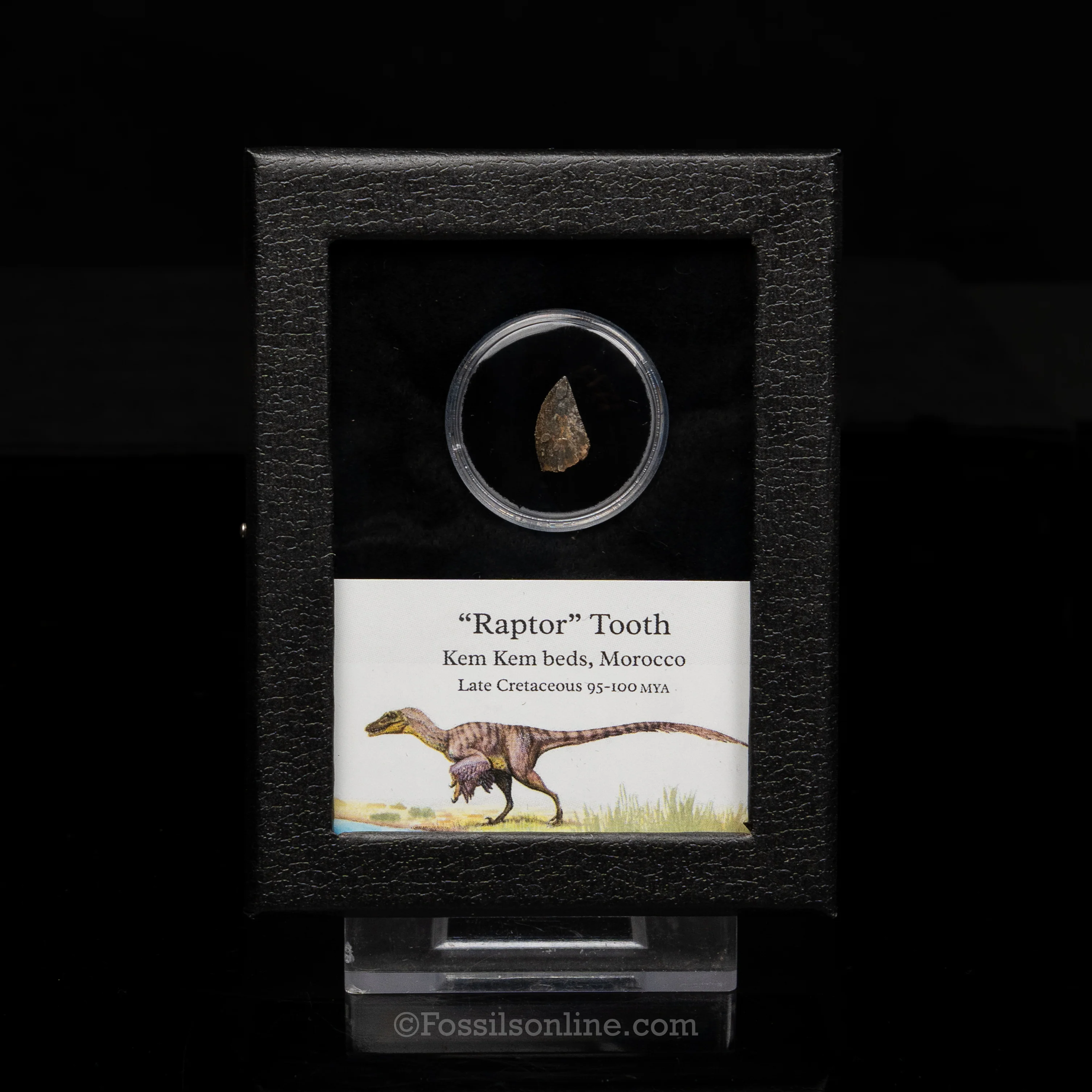Theropod Dinosaur Tooth "Raptor" in a sm display case - Image 3