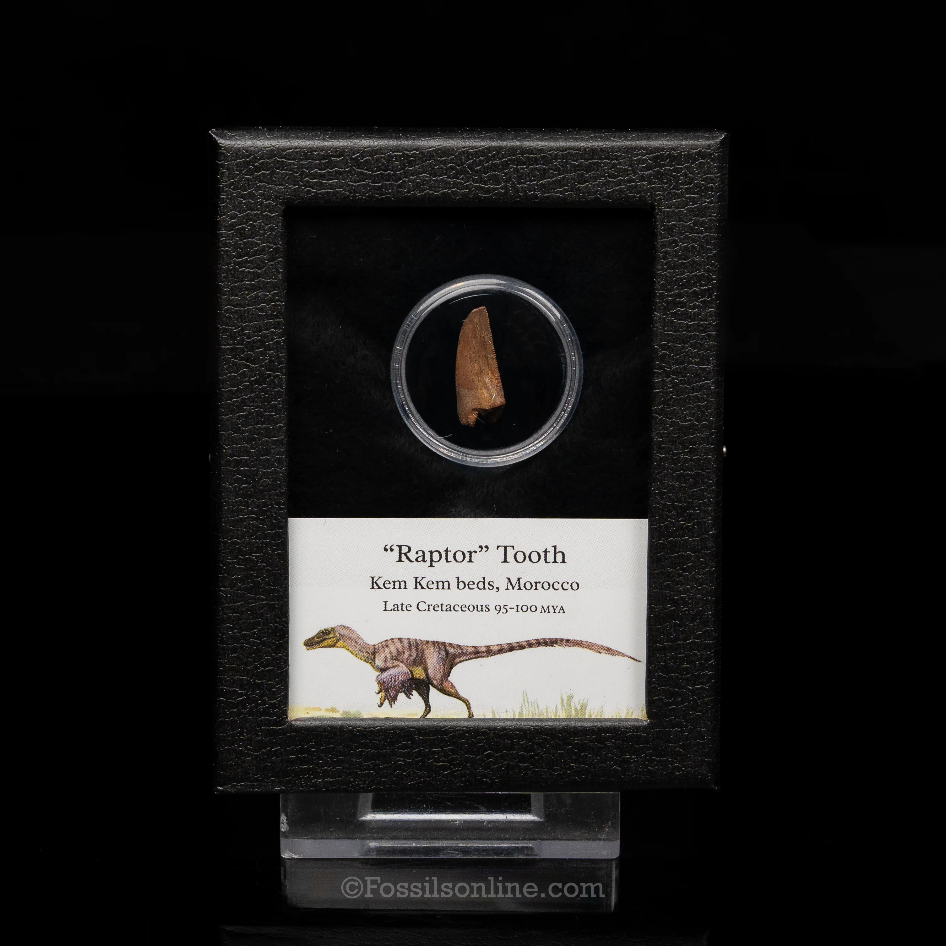 Theropod Dinosaur Tooth "Raptor" in a sm display case - Image 4