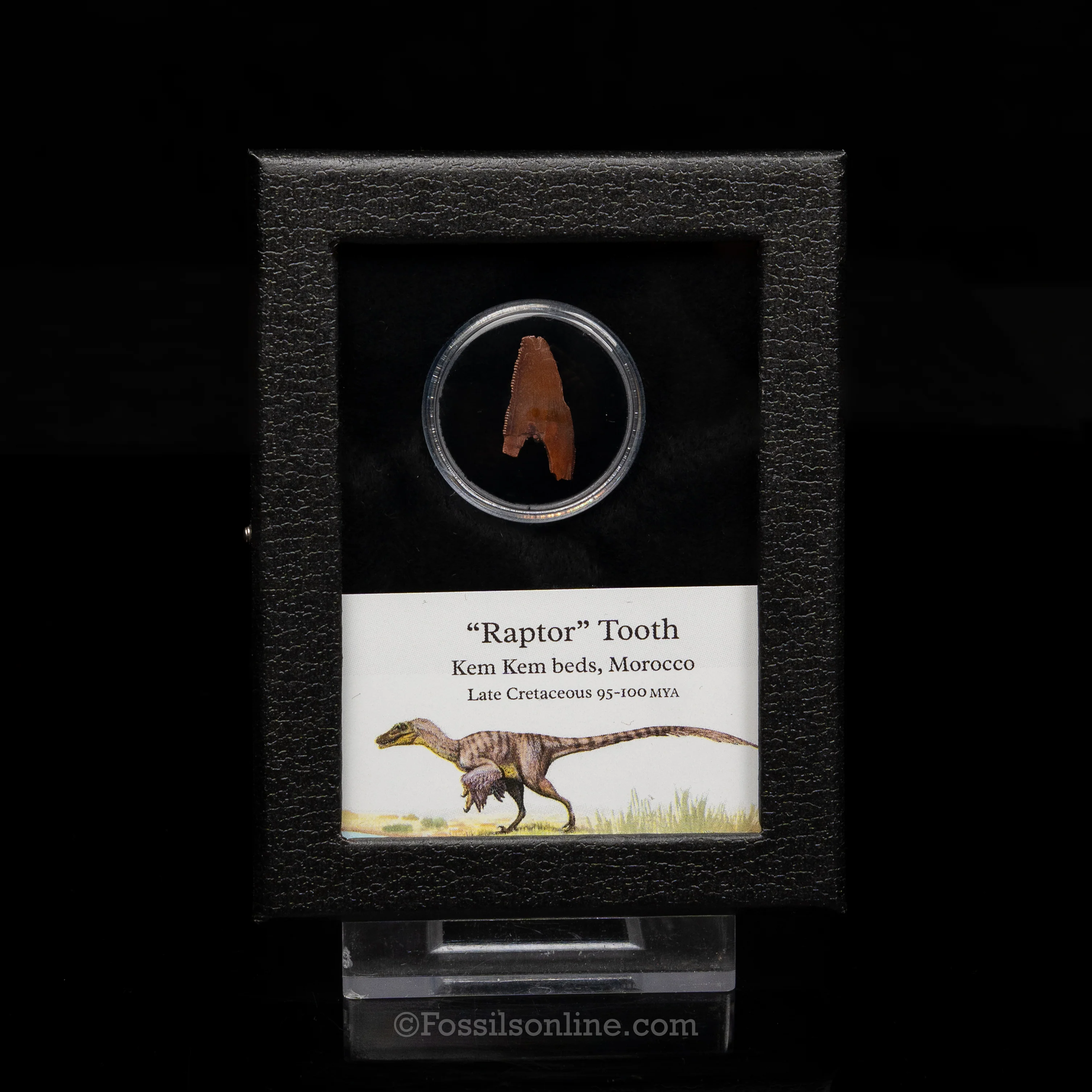 Theropod Dinosaur Tooth "Raptor" in a sm display case - Image 5