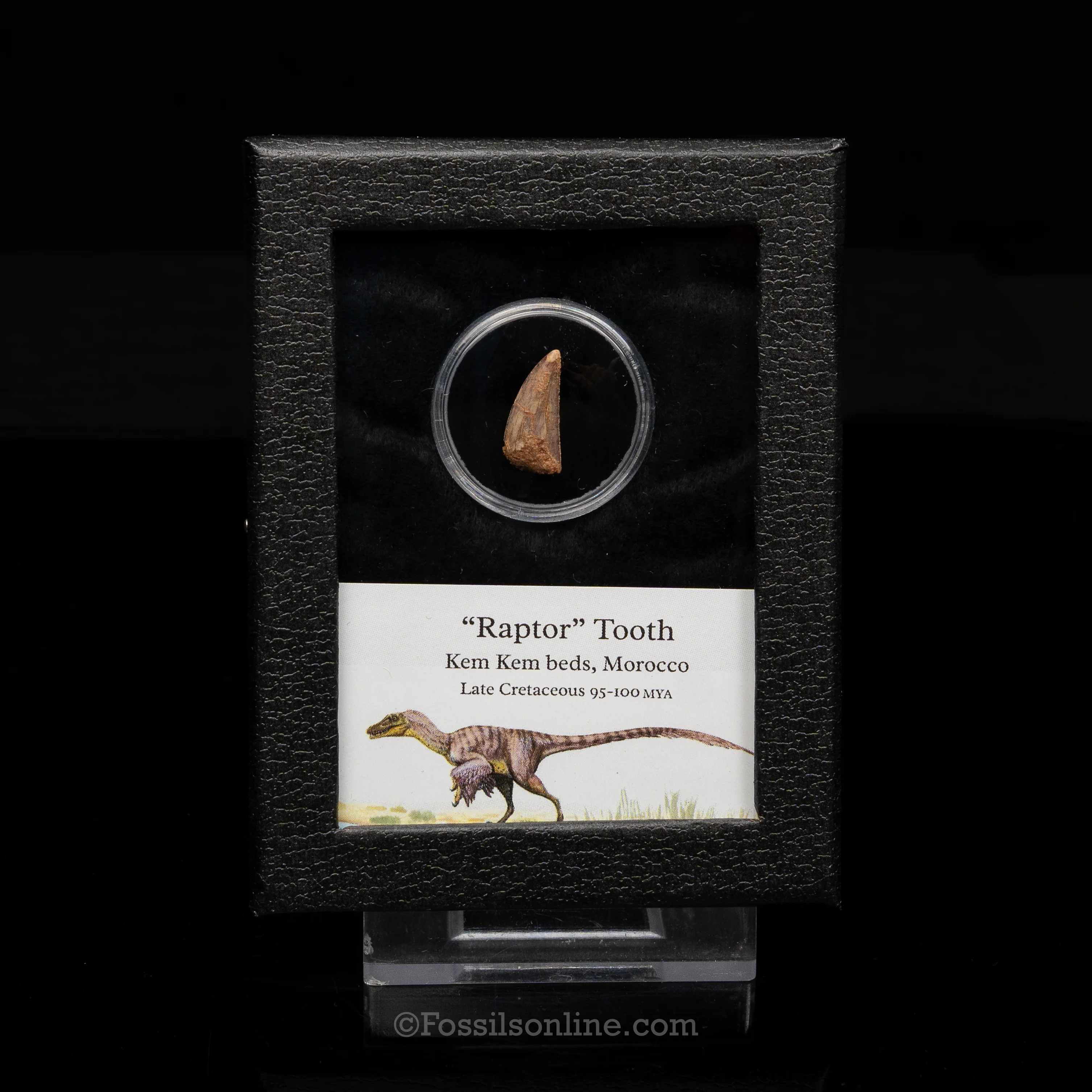 Theropod Dinosaur Tooth "Raptor" in a sm display case - Image 6