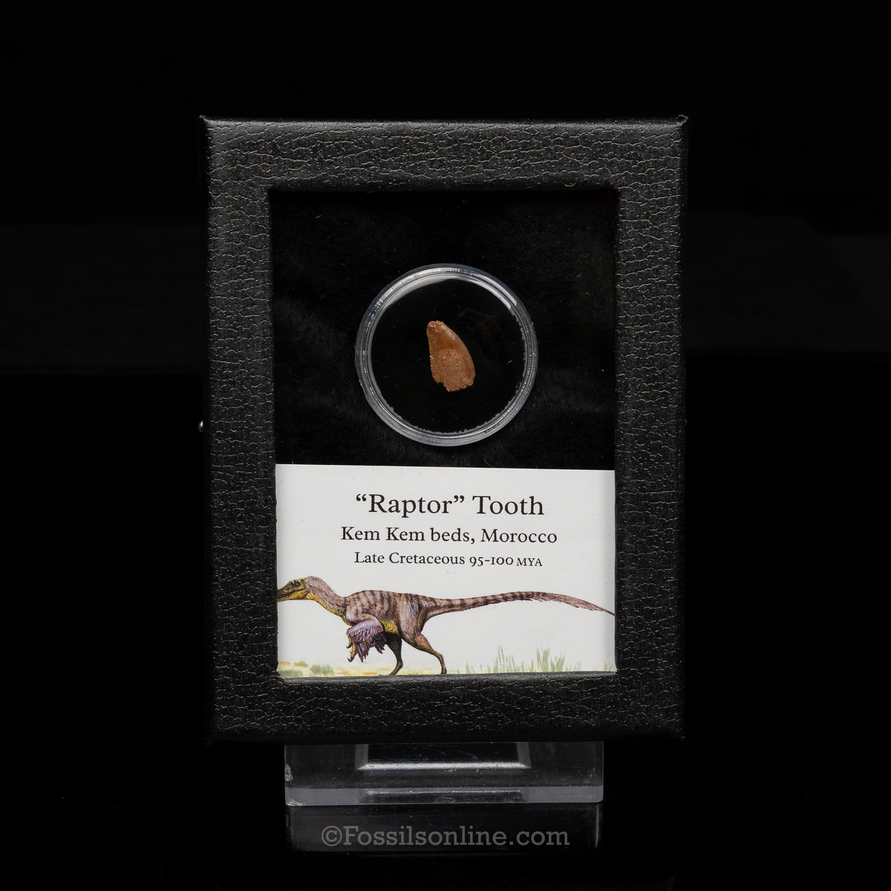 Theropod Dinosaur Tooth "Raptor" in a sm display case - Image 7