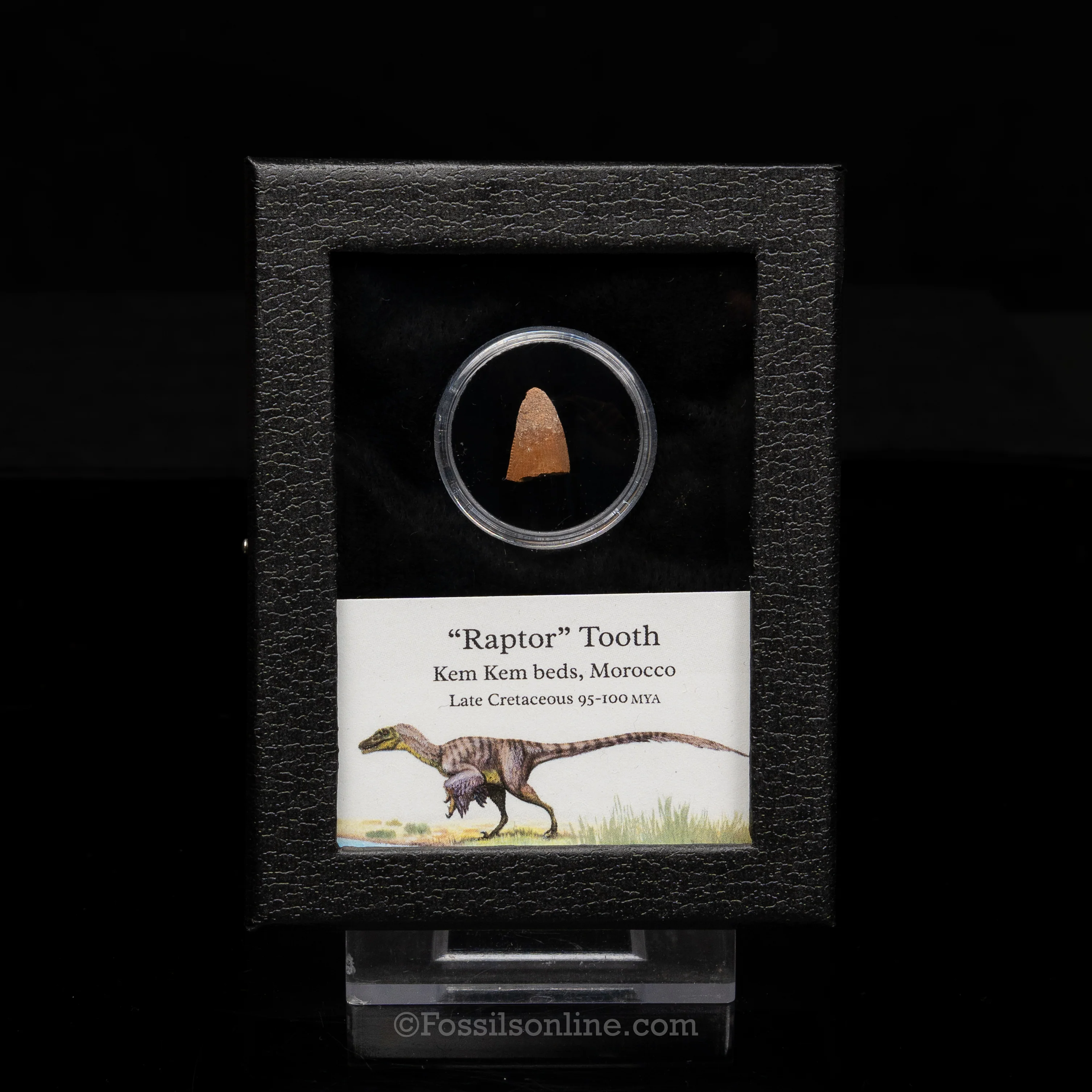 Theropod Dinosaur Tooth "Raptor" in a sm display case - Image 8