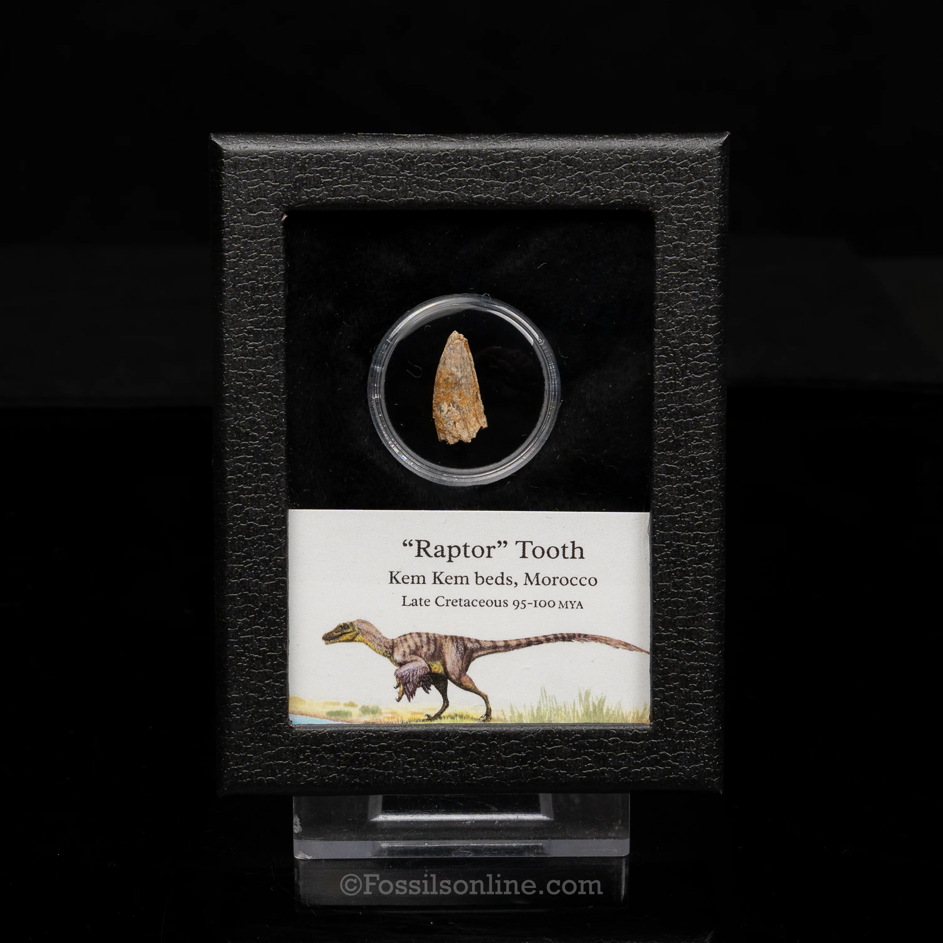 Theropod Dinosaur Tooth "Raptor" in a sm display case - Image 9