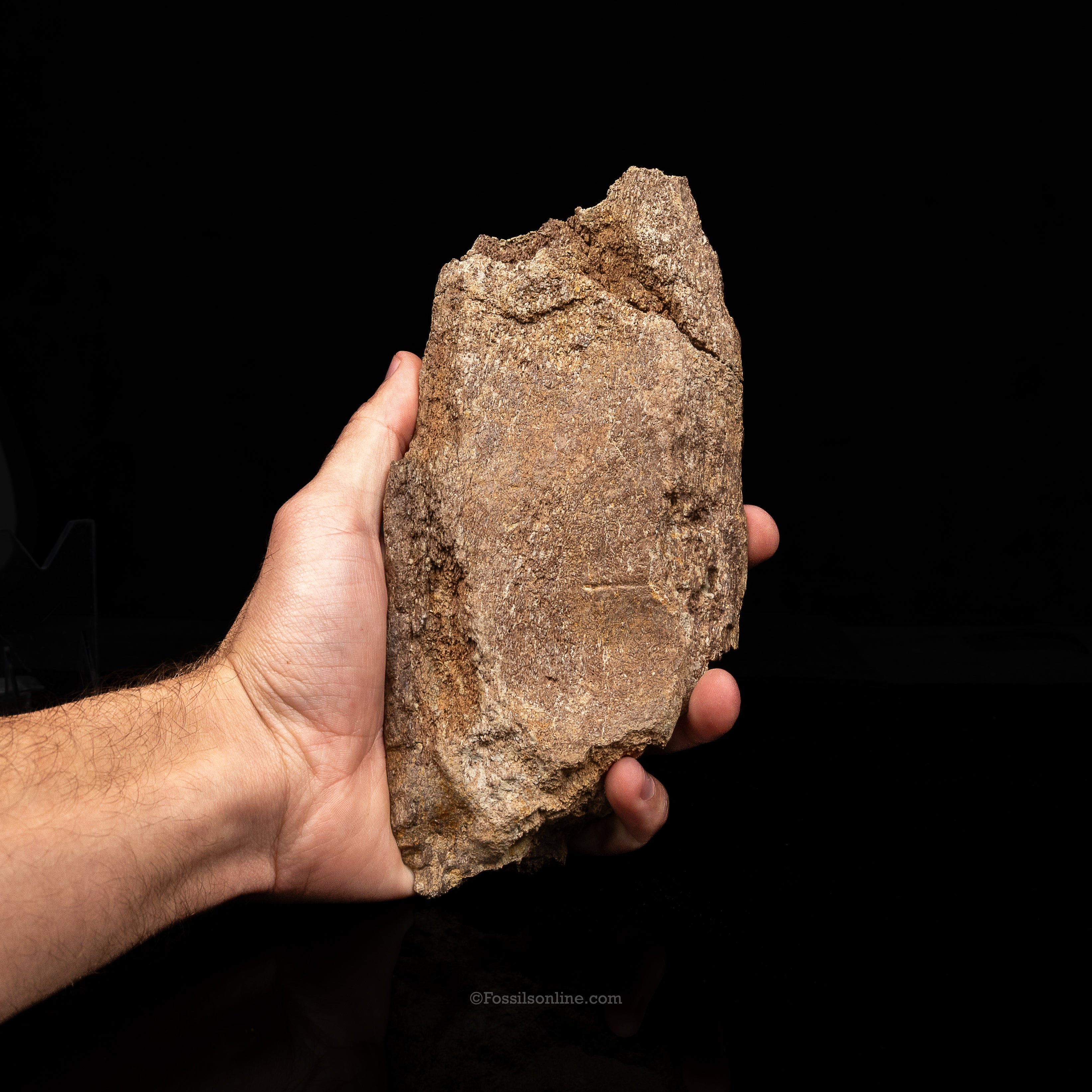Triceratops Horn Fragment on Stand - Image 3