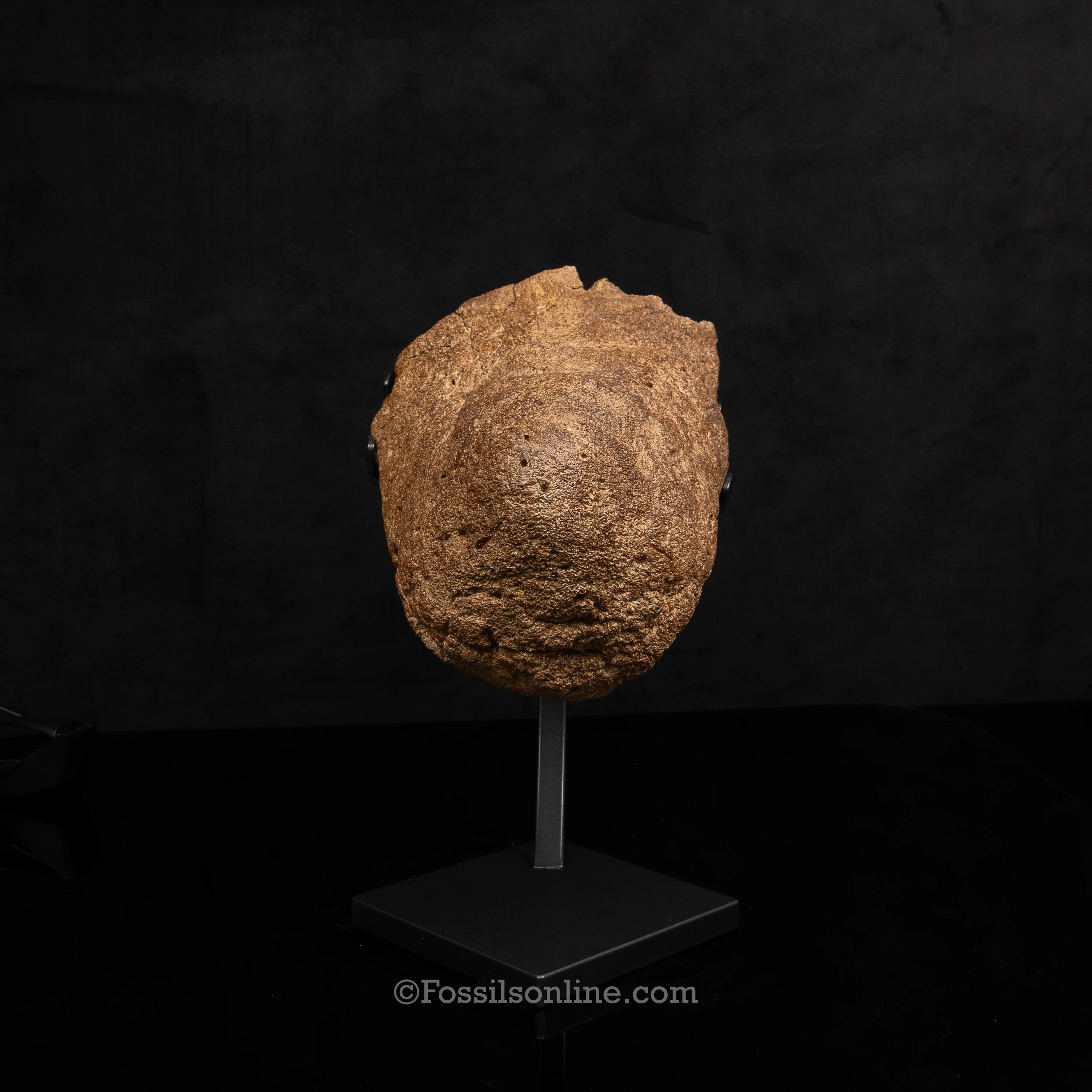Triceratops Nose Horn on Display Stand - Image 3