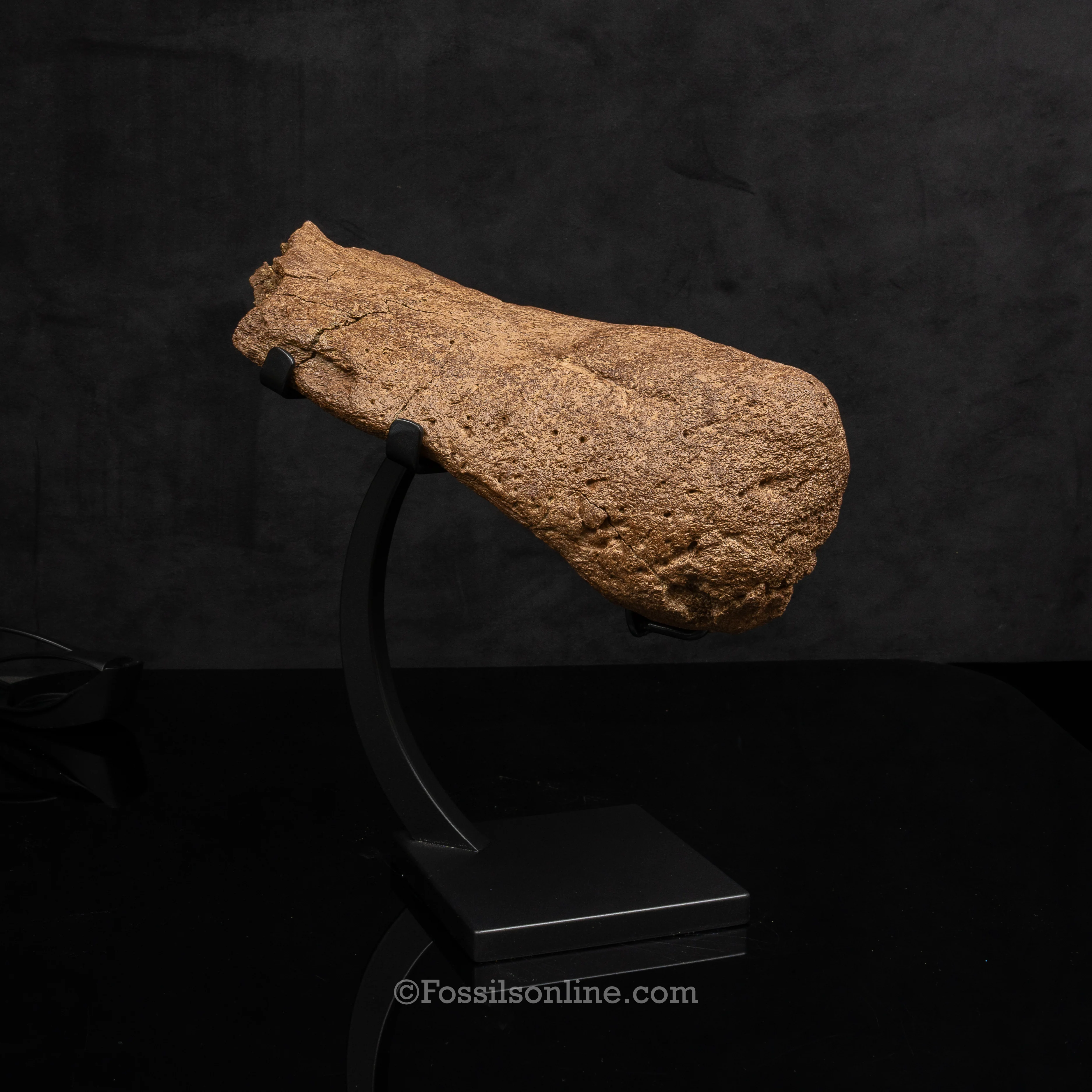 Triceratops Nose Horn on Display Stand - Image 4