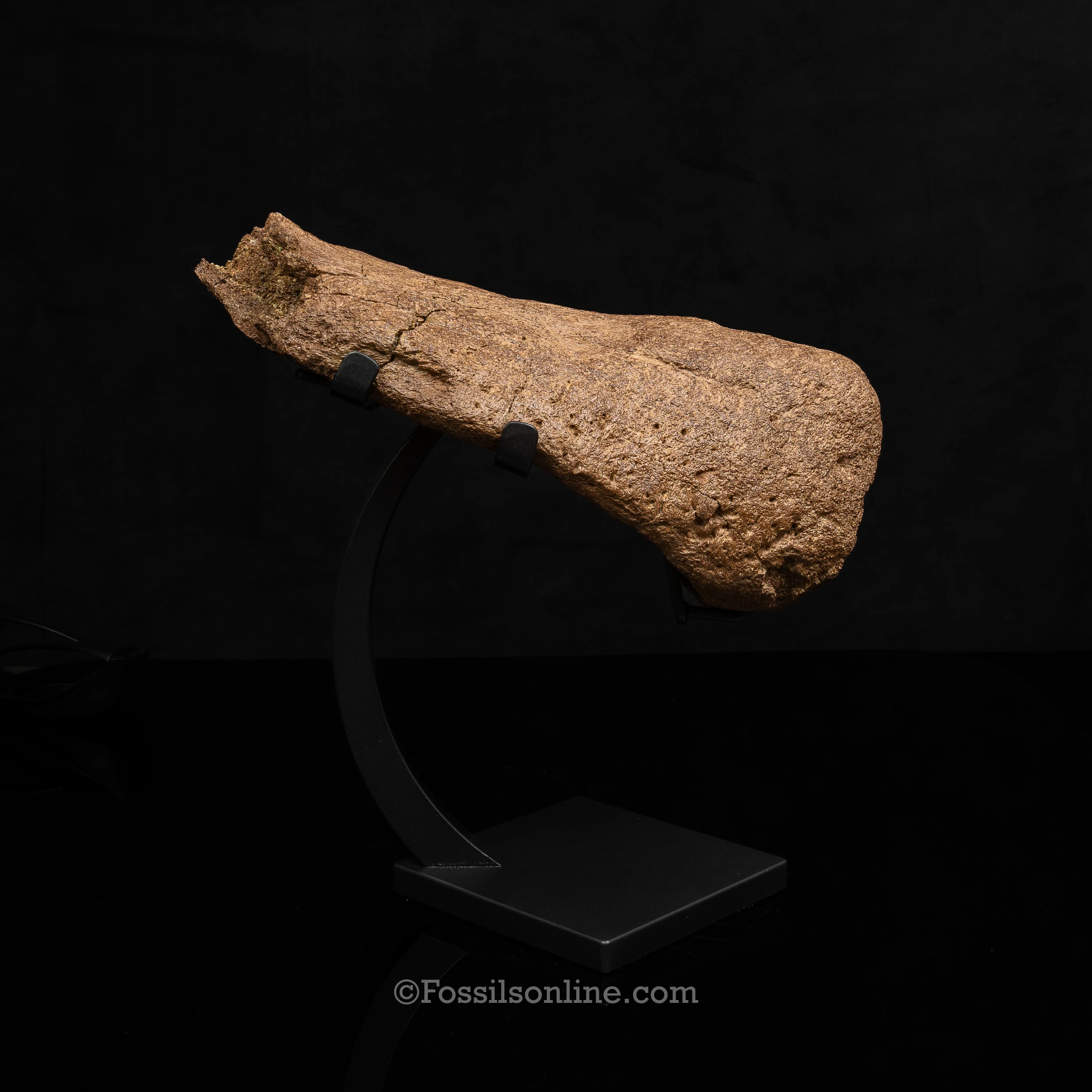 Triceratops Nose Horn on Display Stand - Image 5