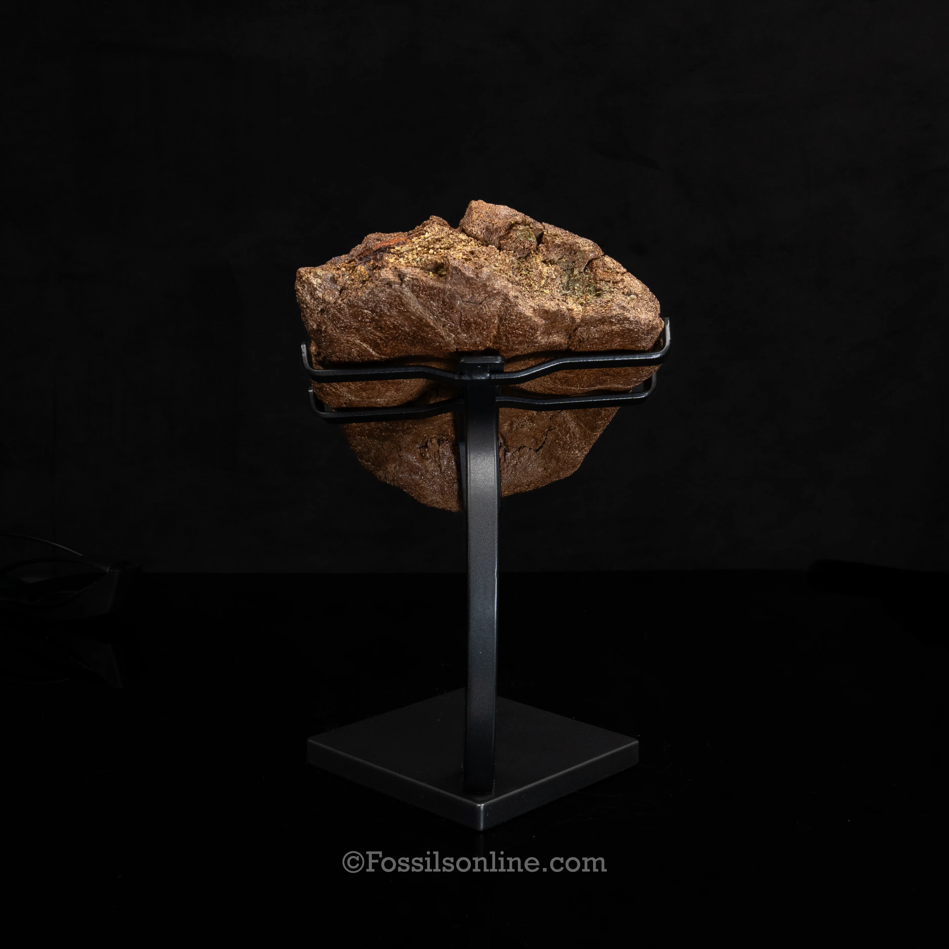 Triceratops Nose Horn on Display Stand - Image 6