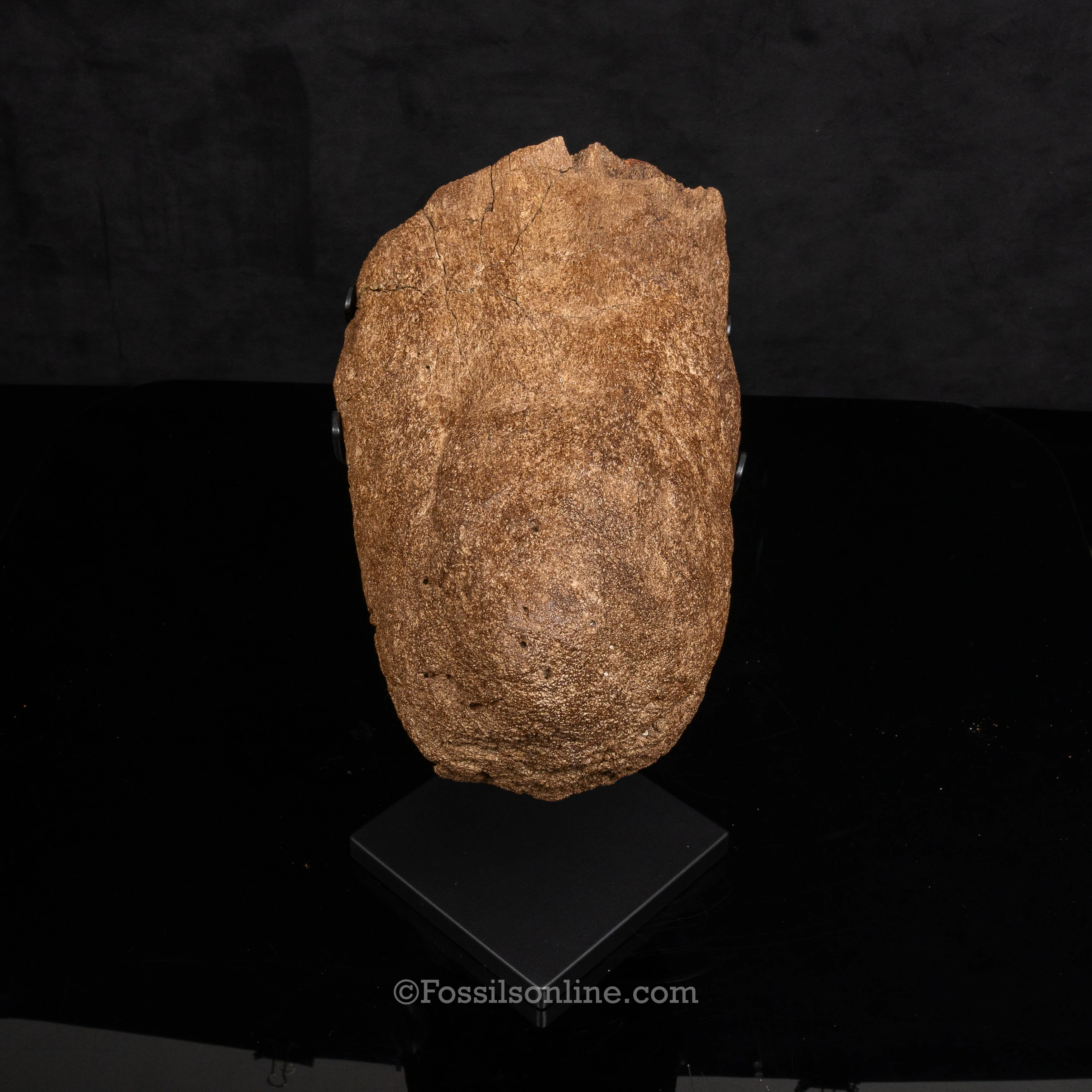 Triceratops Nose Horn on Display Stand - Image 8