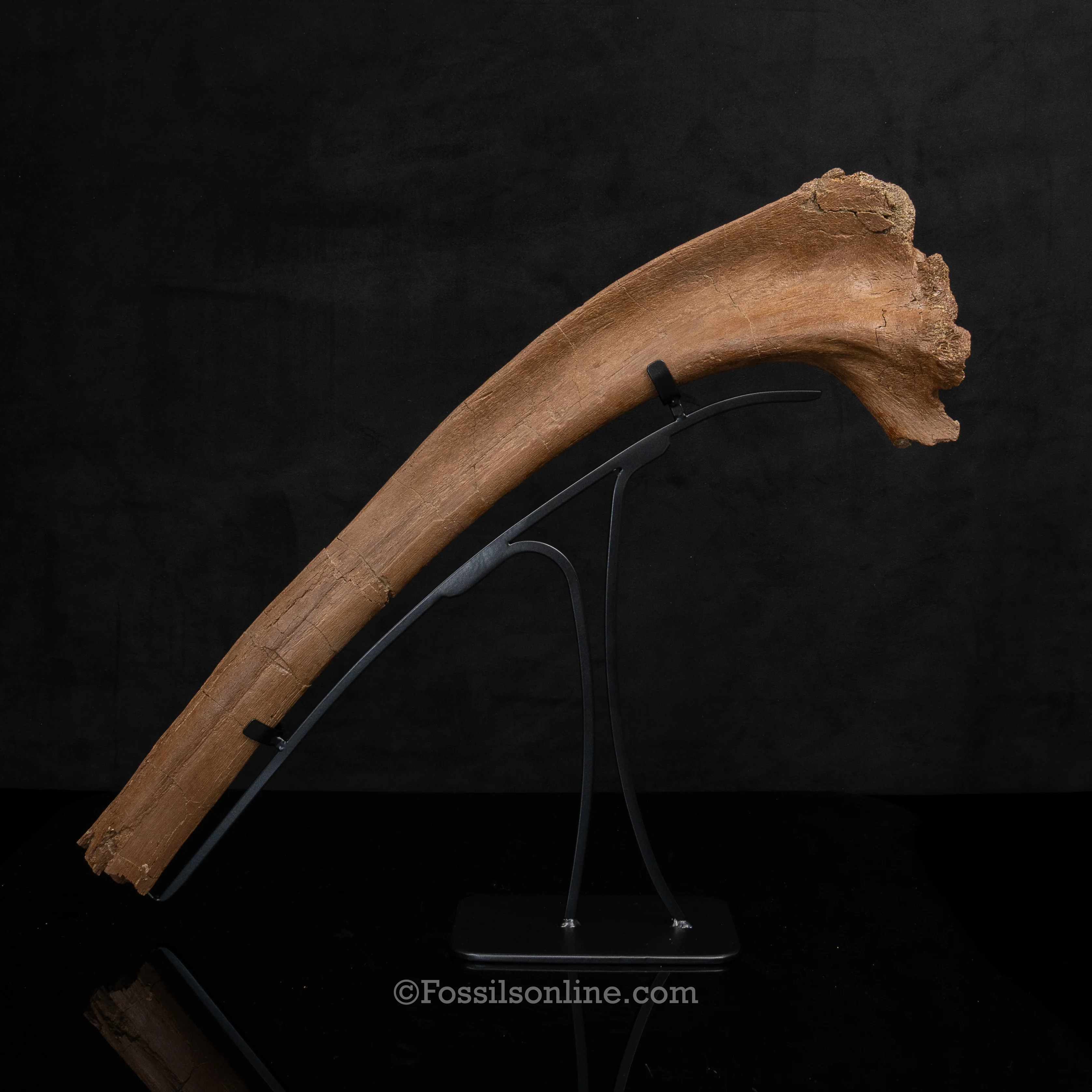 Dinosaur Bones for Sale