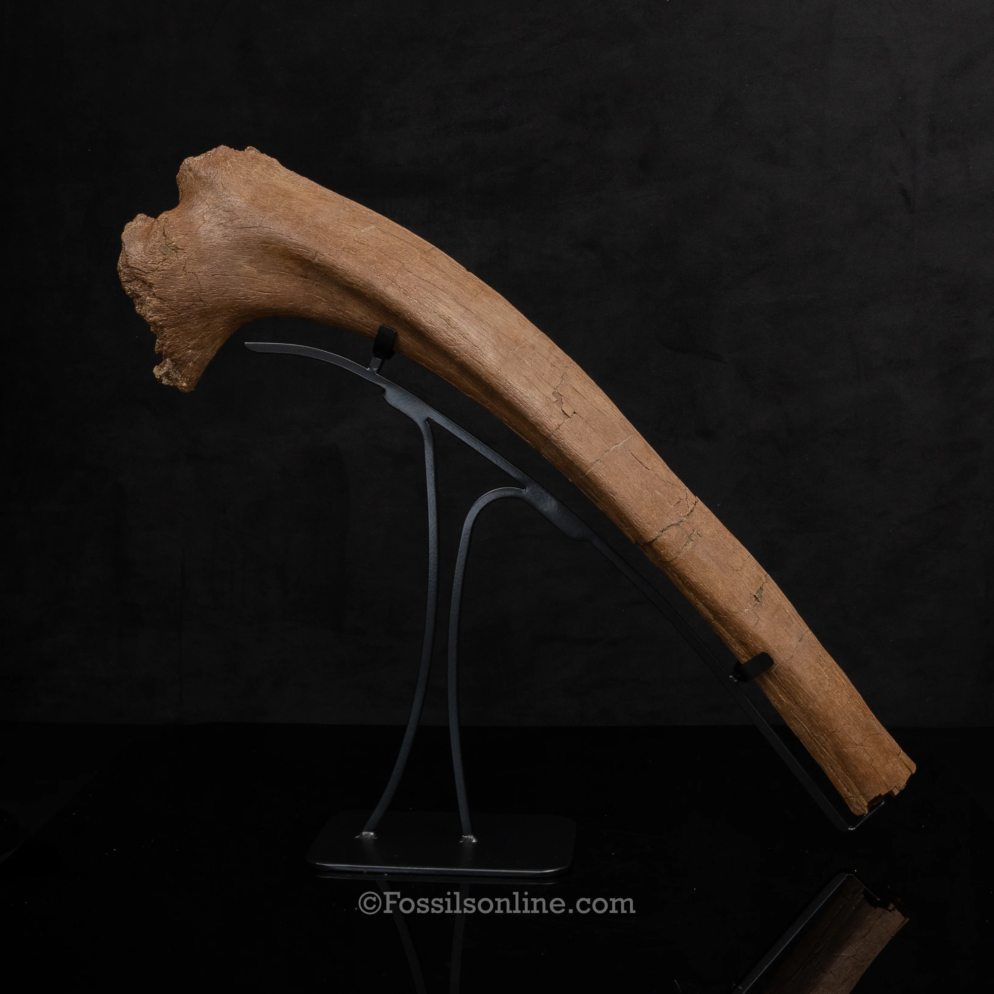 Triceratops Rib on Display Stand - Image 3