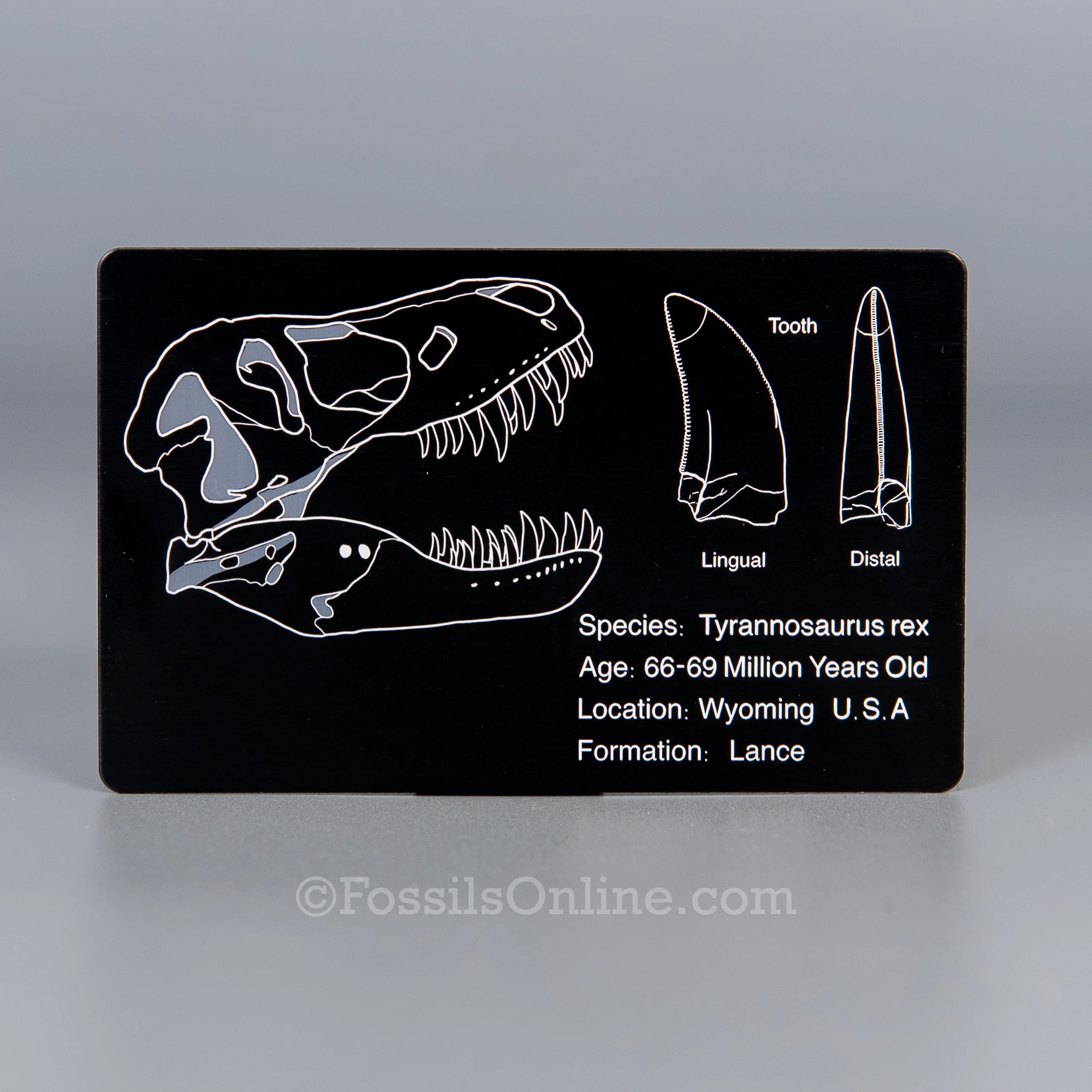 Tyrannosaurus rex Fossil ID Card - Image 3