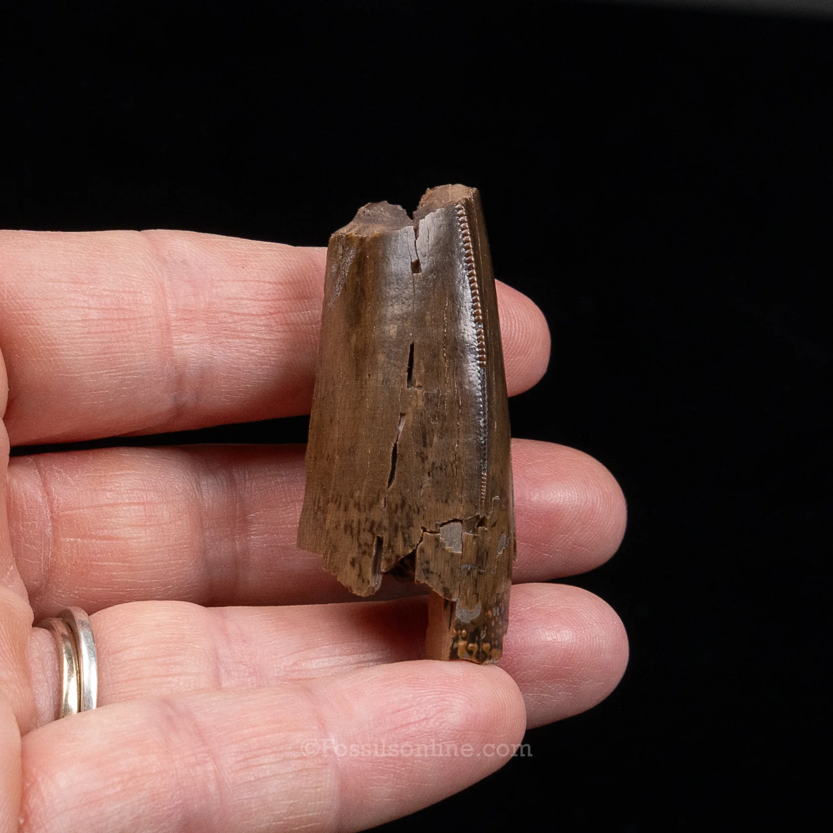 Tyrannosaurus rex Tooth Fragment - Image 3
