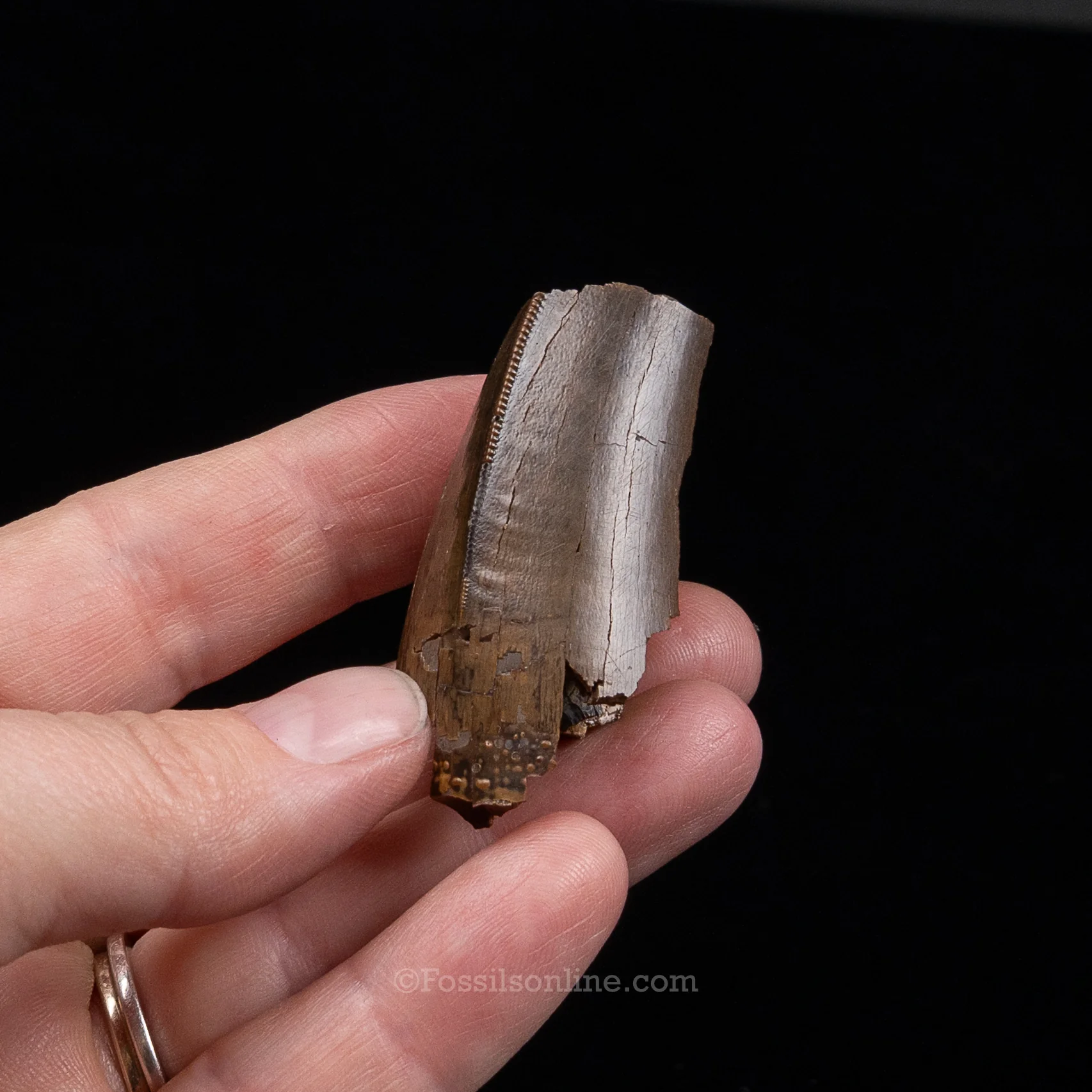 Tyrannosaurus rex Tooth Fragment - Image 5