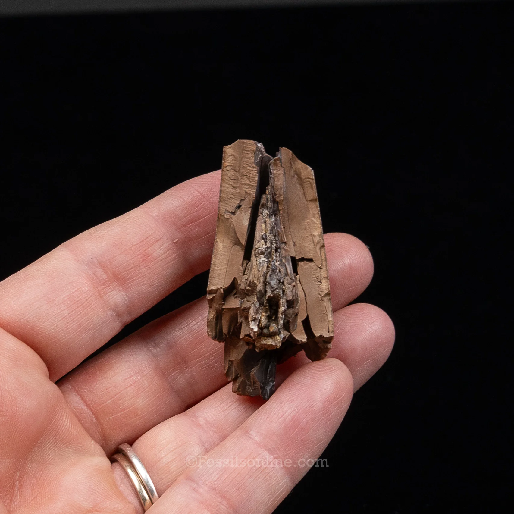 Tyrannosaurus rex Tooth Fragment - Image 6