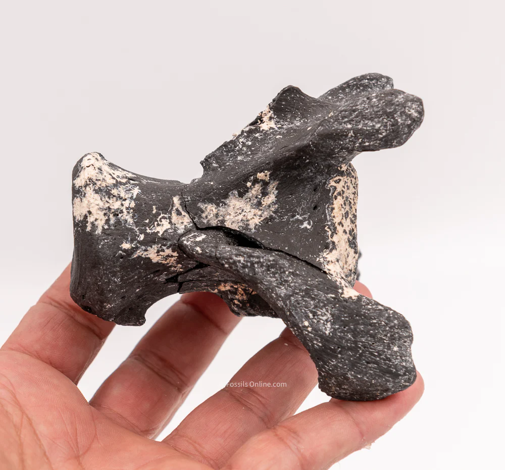 Ultra Rare Fossil Glyptodont Vertebra - Image 3