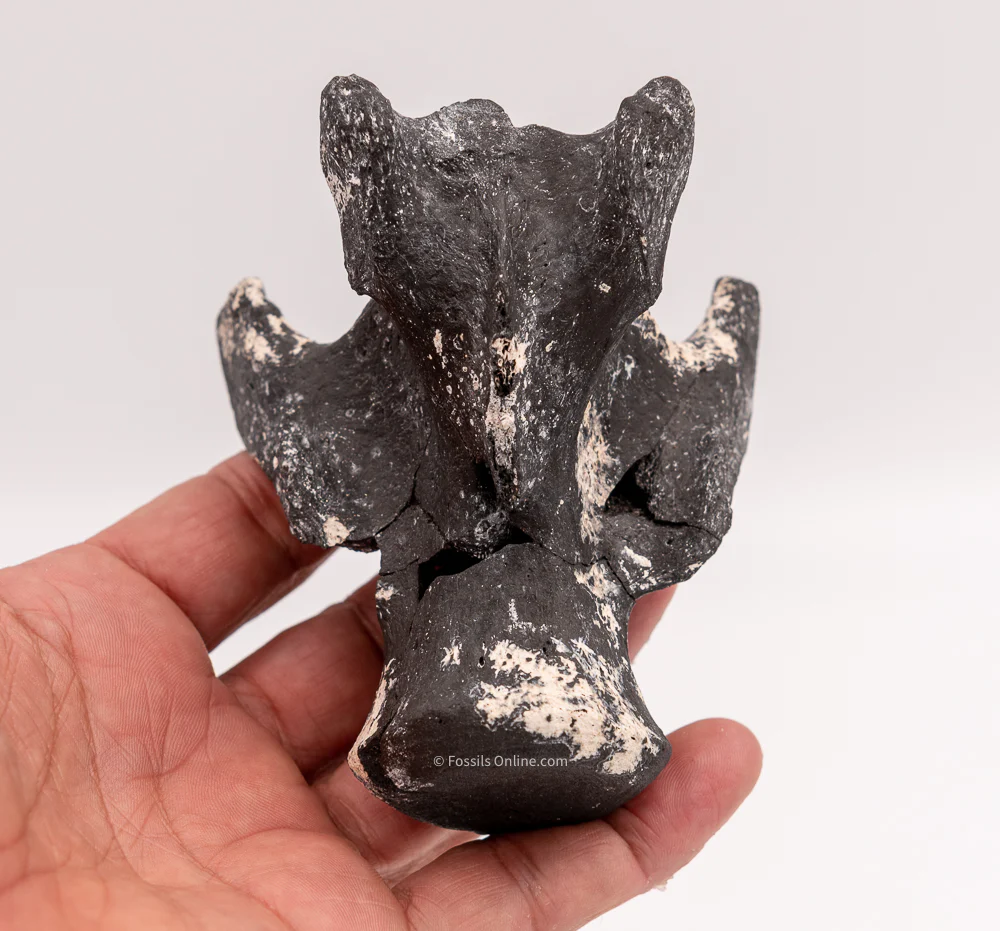 Ultra Rare Fossil Glyptodont Vertebra - Image 4