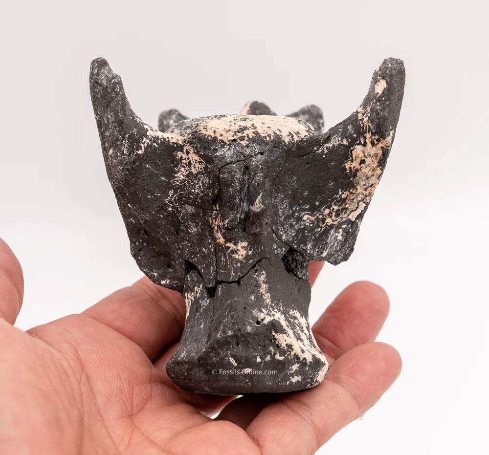 Ultra Rare Fossil Glyptodont Vertebra - Image 5