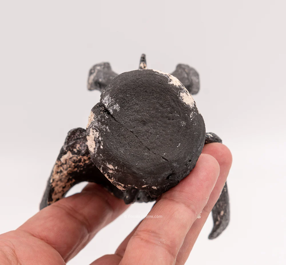 Ultra Rare Fossil Glyptodont Vertebra - Image 6