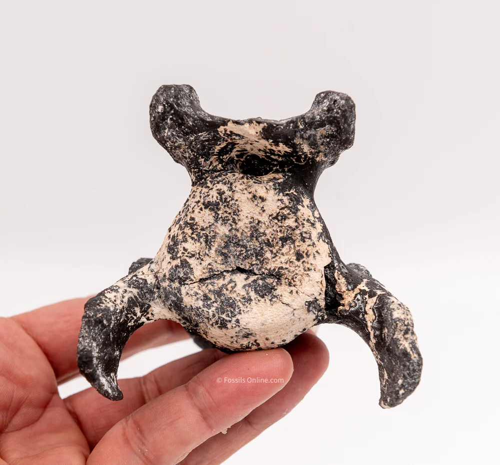 Ultra Rare Fossil Glyptodont Vertebra - Image 7