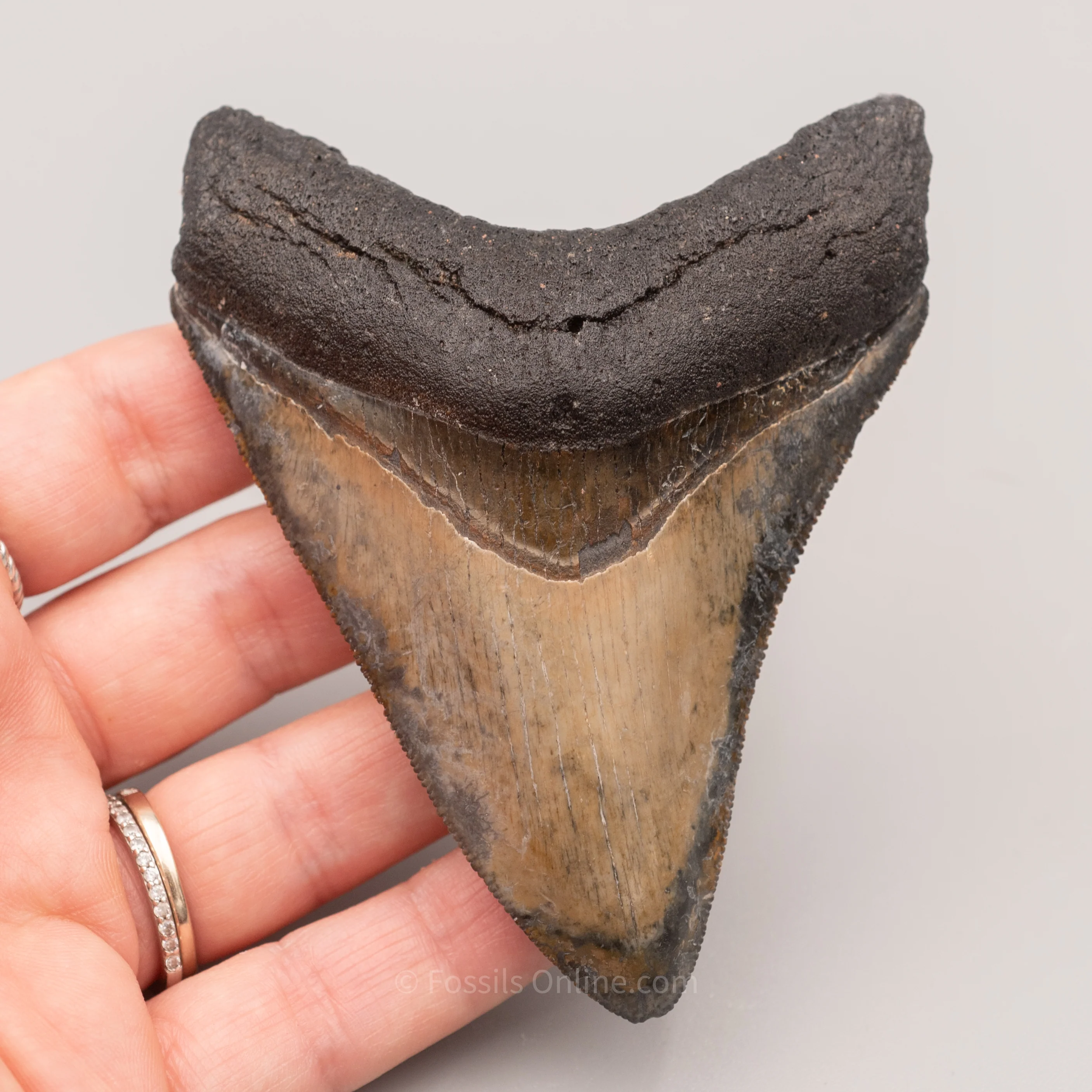 Venice Megalodon 3.8" - Image 4