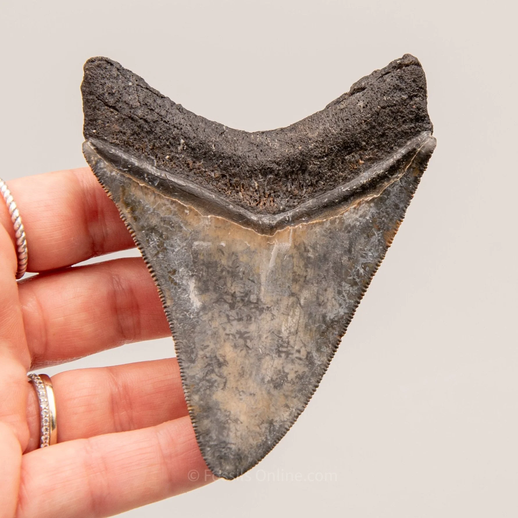 Venice Megalodon 3.8" - Image 5