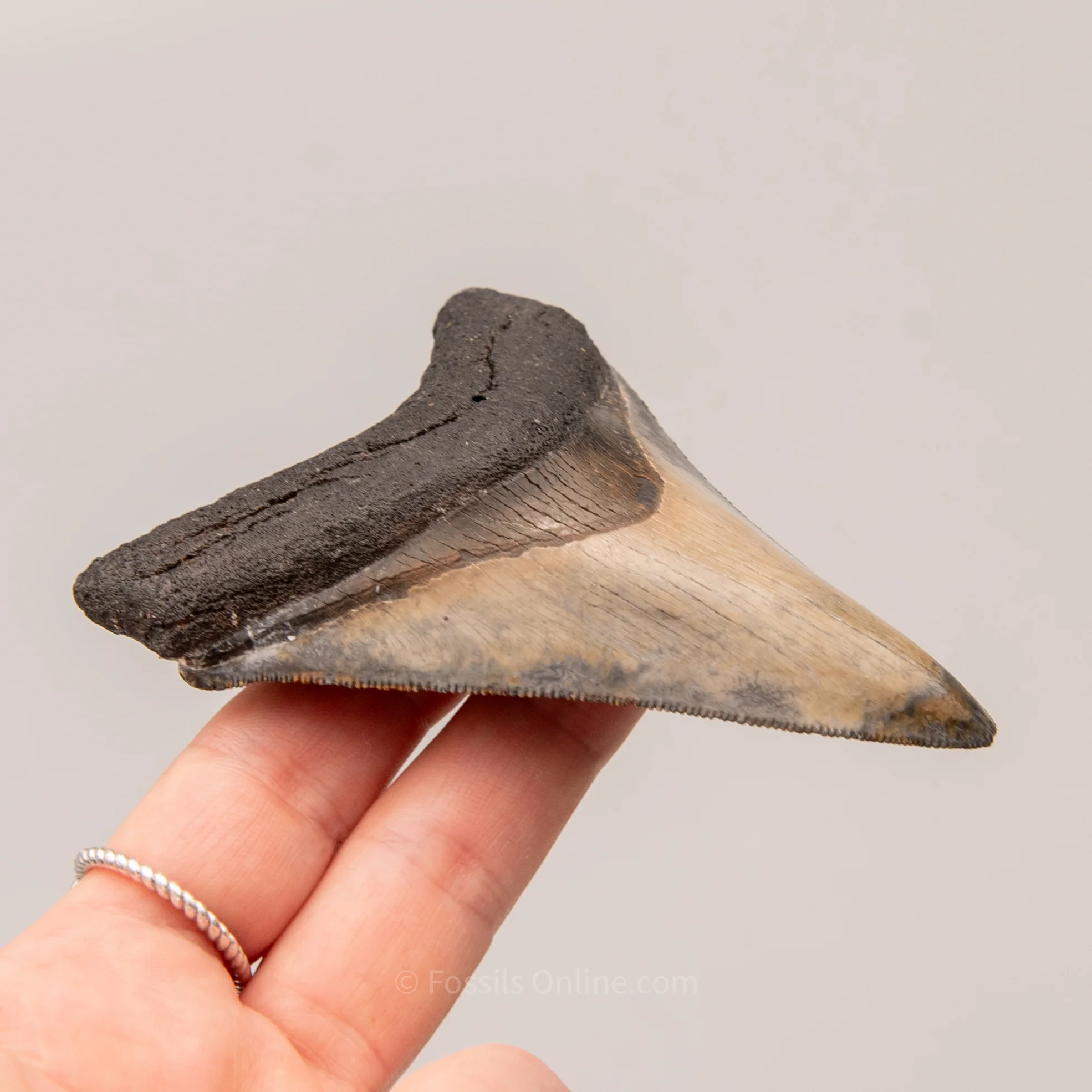 Venice Megalodon 3.8" - Image 6