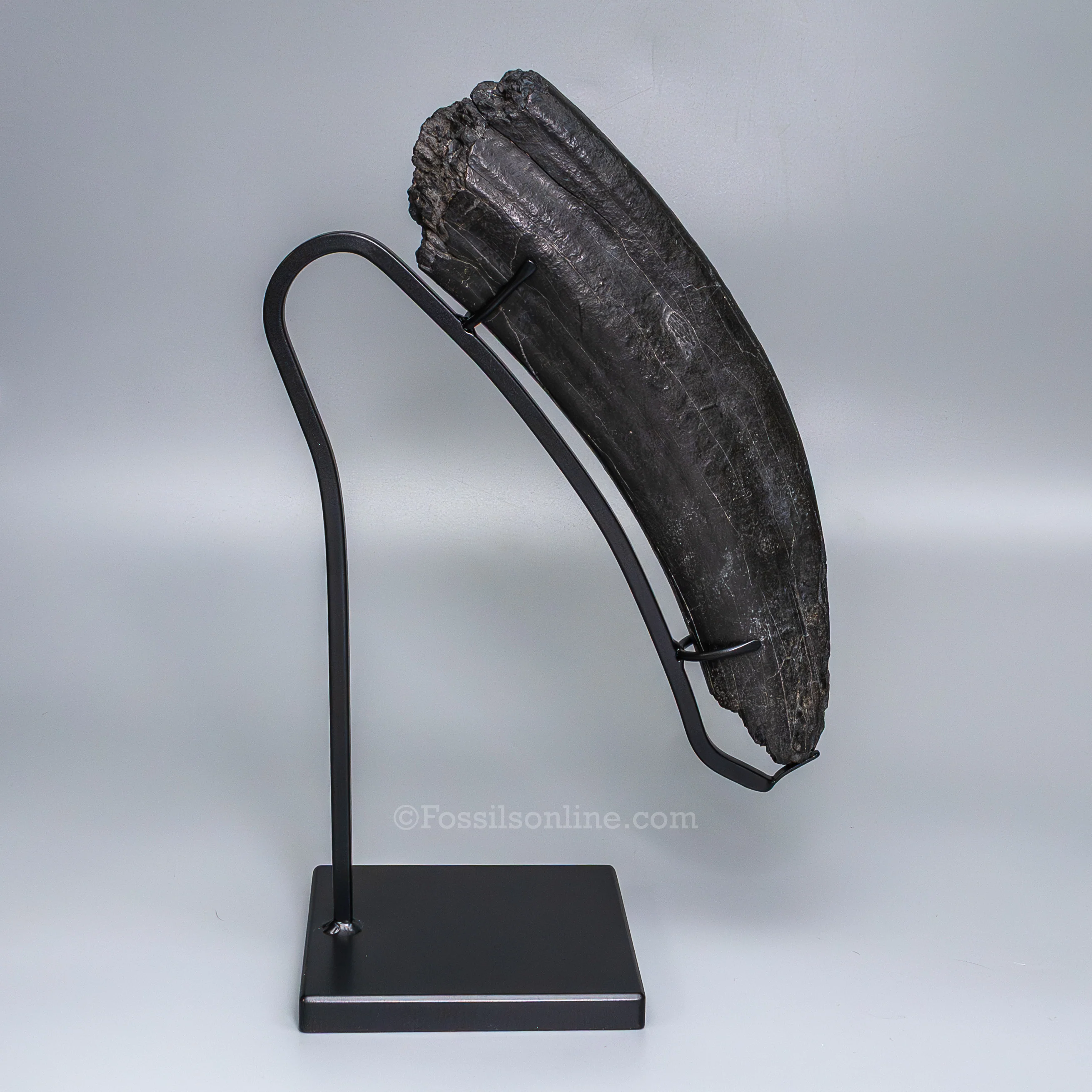 Fossil Walrus Tusk on Display Stand - Image 3