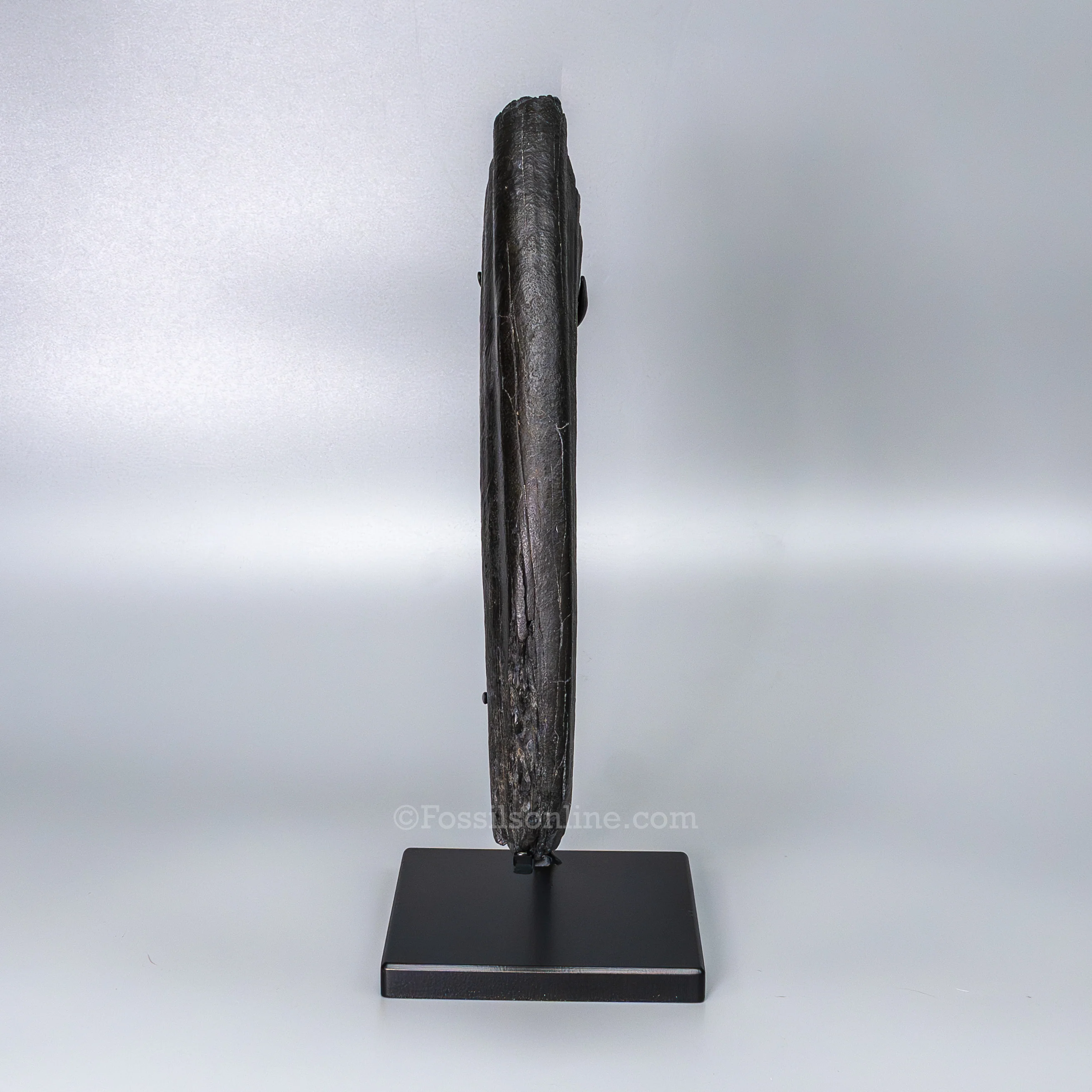 Fossil Walrus Tusk on Display Stand - Image 4
